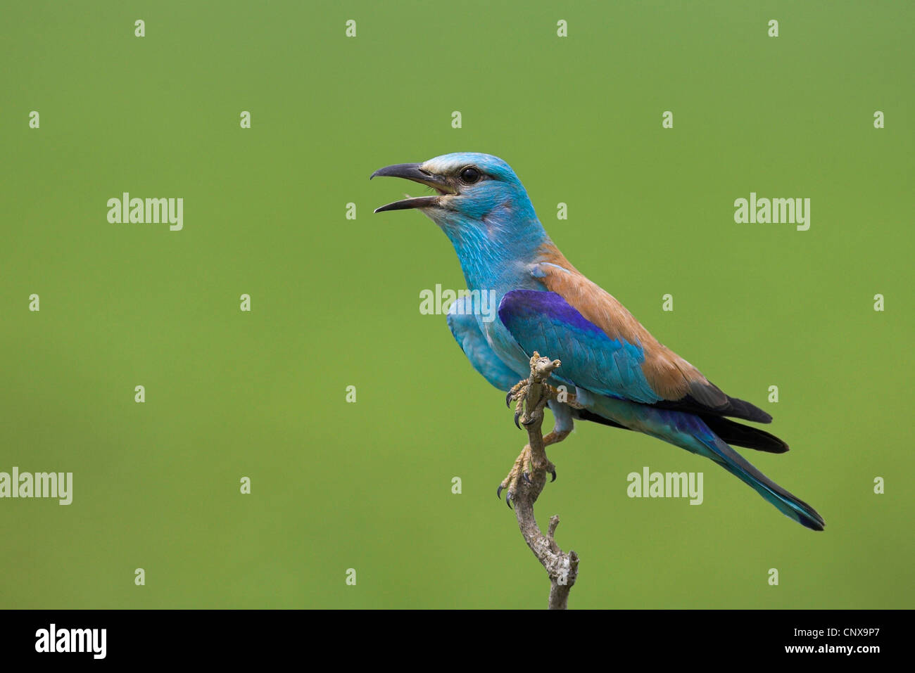 Rullo europea (Coracias garrulus), seduto su un ramo con becco aperto per la termoregolazione, Bulgaria Foto Stock