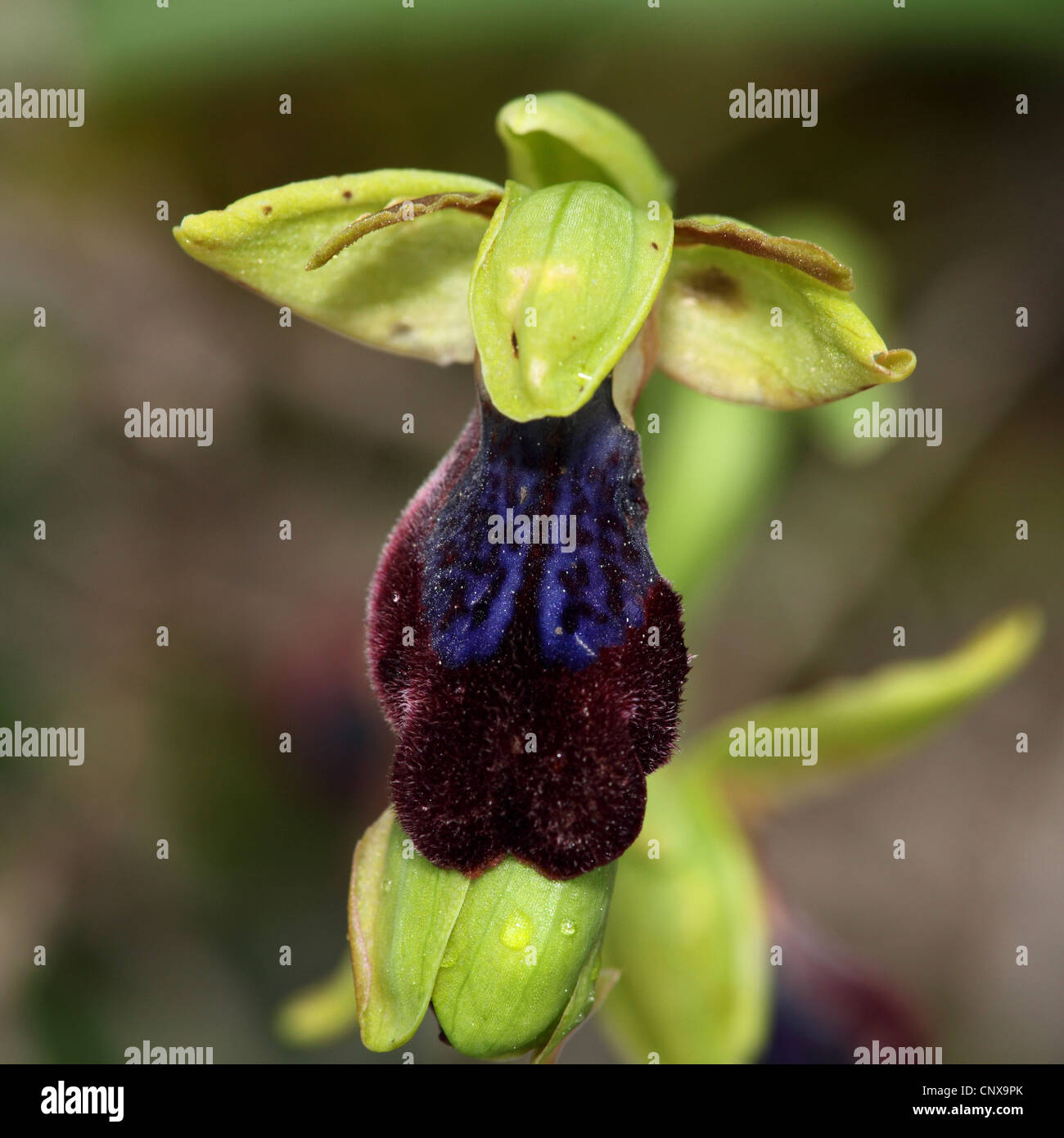 Ape bruna orchid, cupo bee orchid, brunastro ophrys (Ophrys fusca), fiore, Grecia LESBO Foto Stock