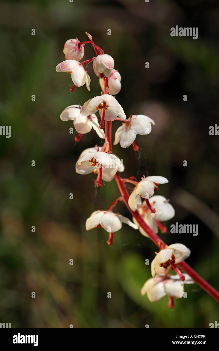 Grandi wintergreen (Pyrola rotundifolia ssp maritima), infiorescenza, Paesi Bassi, Texel Foto Stock