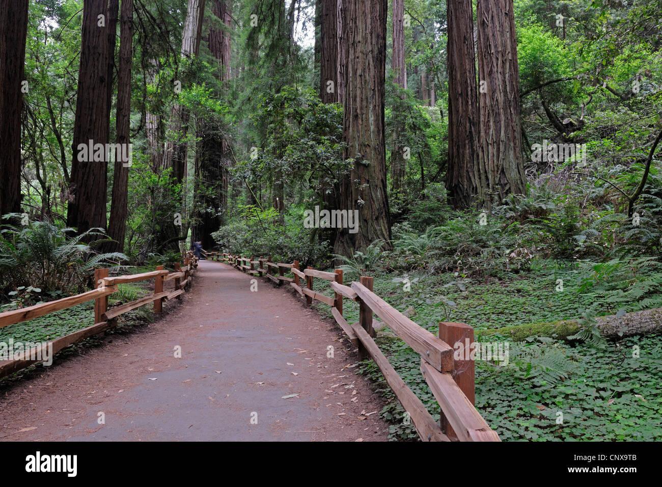 California redwood coast redwood (Sequoia sempervirens), il percorso di trekking nella foresta, Stati Uniti, California, Muir Woods monumento nazionale Foto Stock