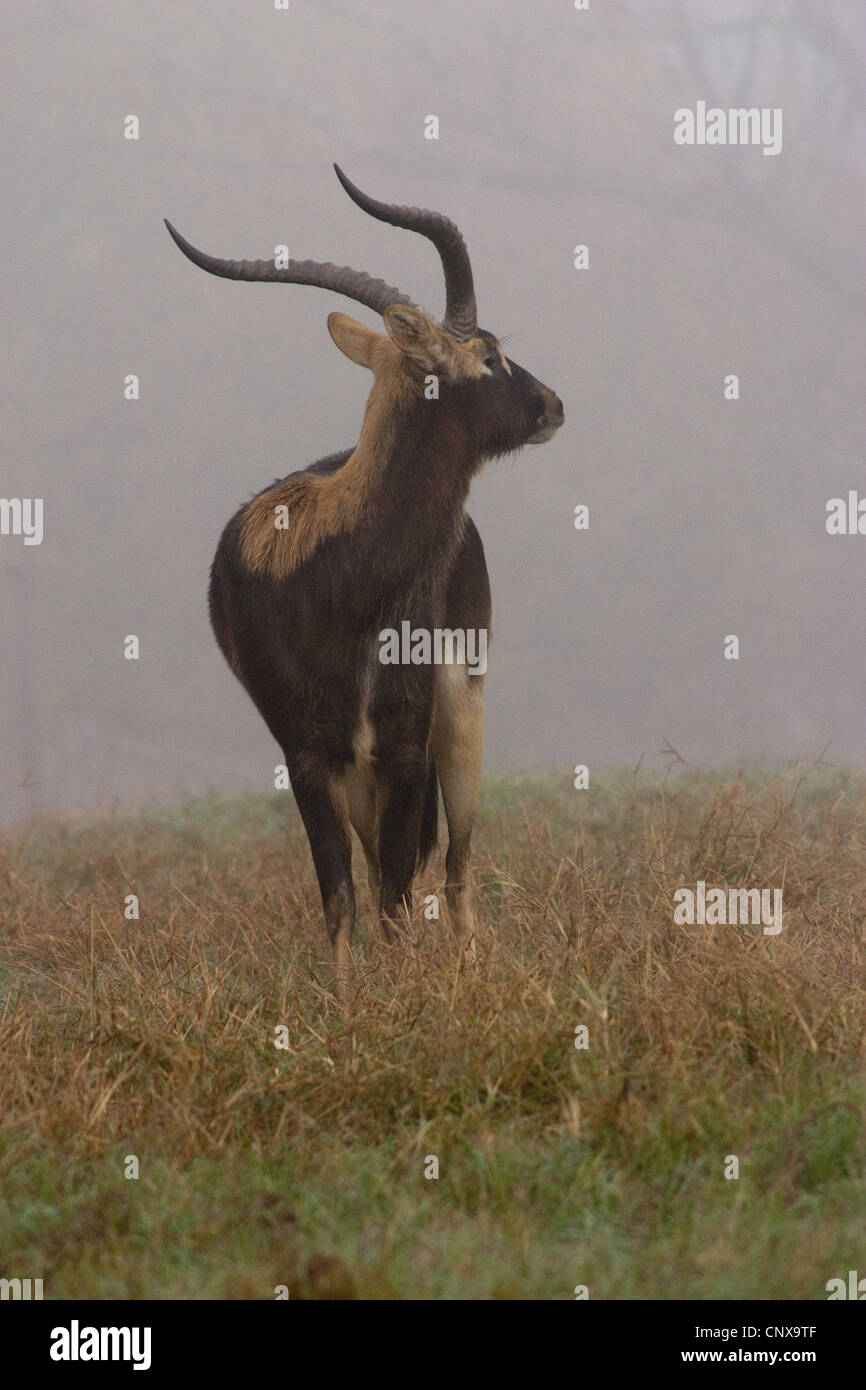 Antilope, corna e zoccoli Nilo Lechwe wasserbock Foto Stock