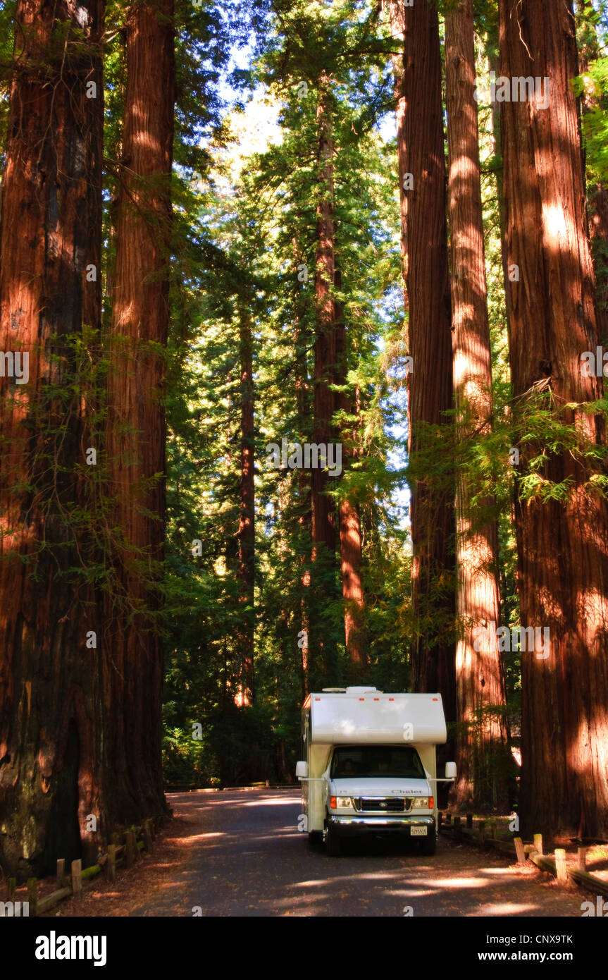 California redwood coast redwood (Sequoia sempervirens), van viaggio su strada attraverso la foresta di redwoods, Stati Uniti, California, Richardson Grove parco dello stato Foto Stock