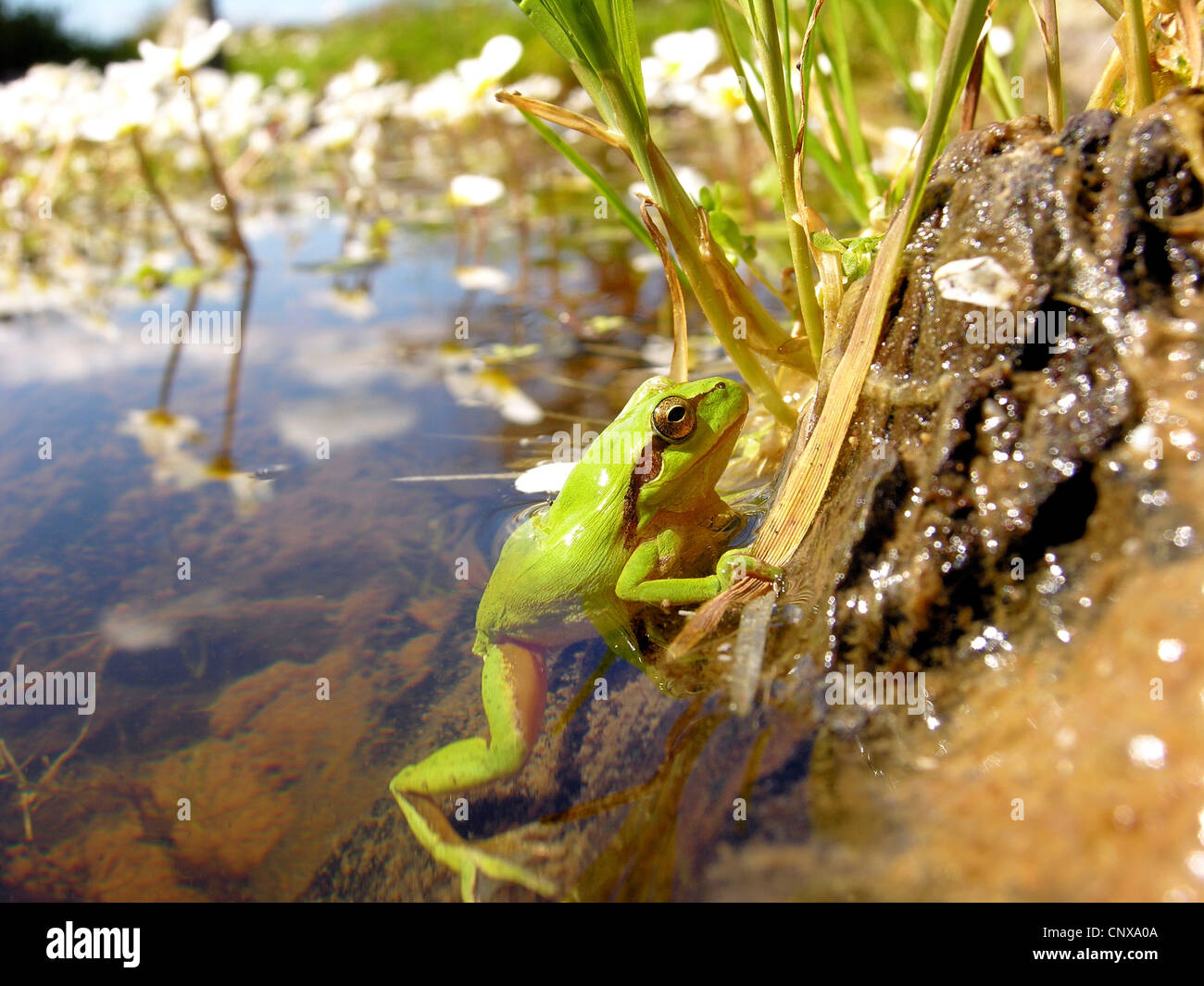 Treefrog stripeless, Mediterraneo treefrog (Hyla meridionalis), presso il lungomare di un lago, Spagna Estremadura Foto Stock