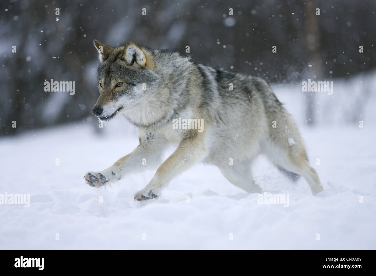Unione lupo (Canis lupus lupus), in esecuzione nella neve, Norvegia Foto Stock