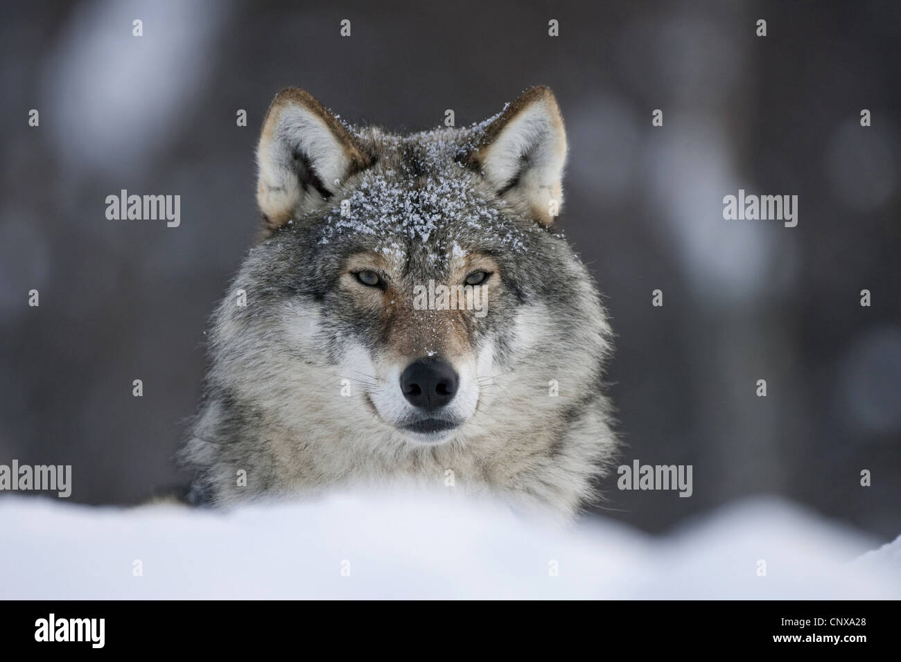 Unione lupo (Canis lupus lupus), ritratto su una banca di neve, Norvegia Foto Stock