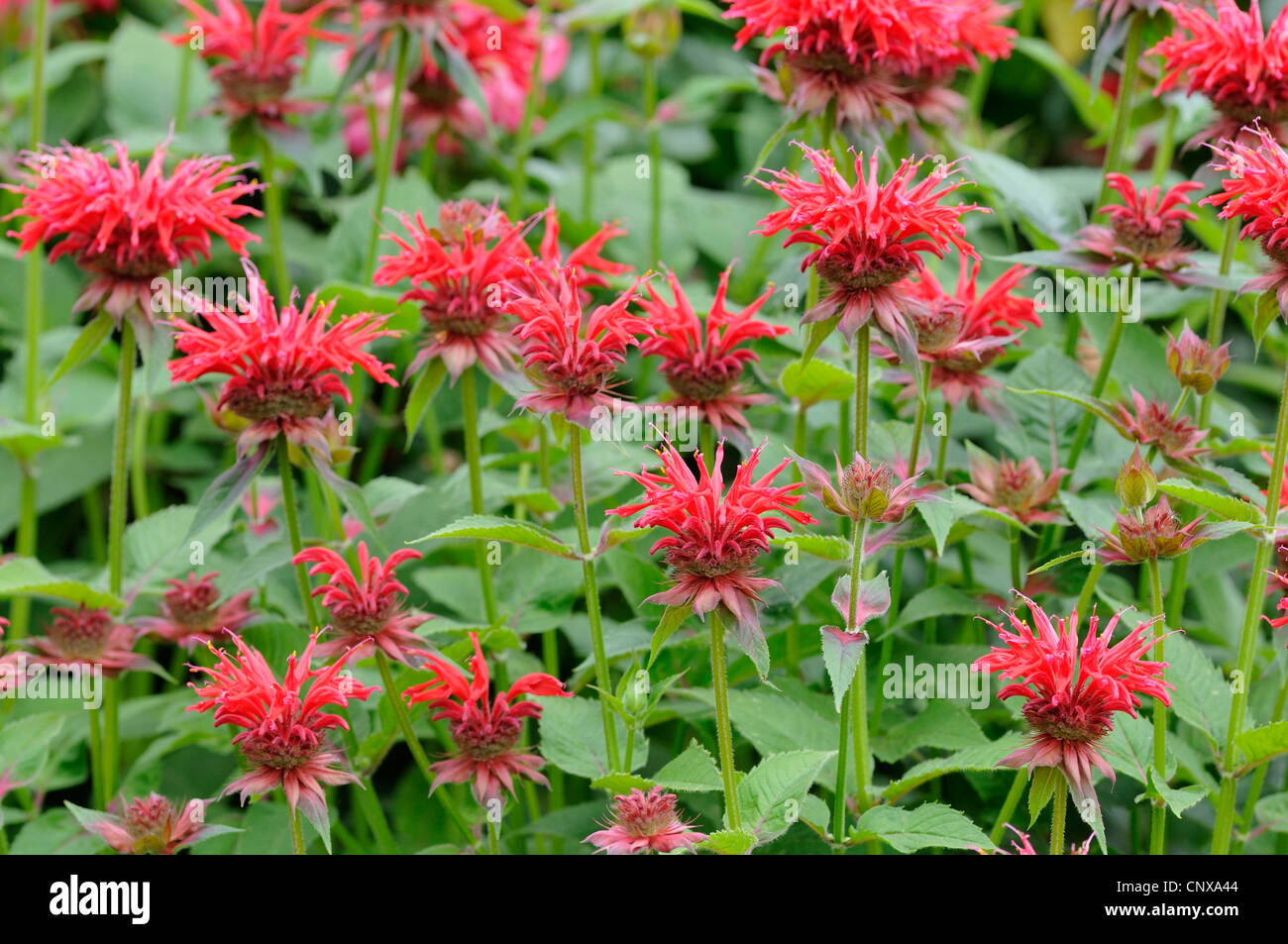 Bee Balsamo, Oswego Tea, bergamotto, Scarlet Beebalm, Scarlet Monarda, Crimson Beebalm (Monarda didyma), fioritura, Germania Foto Stock