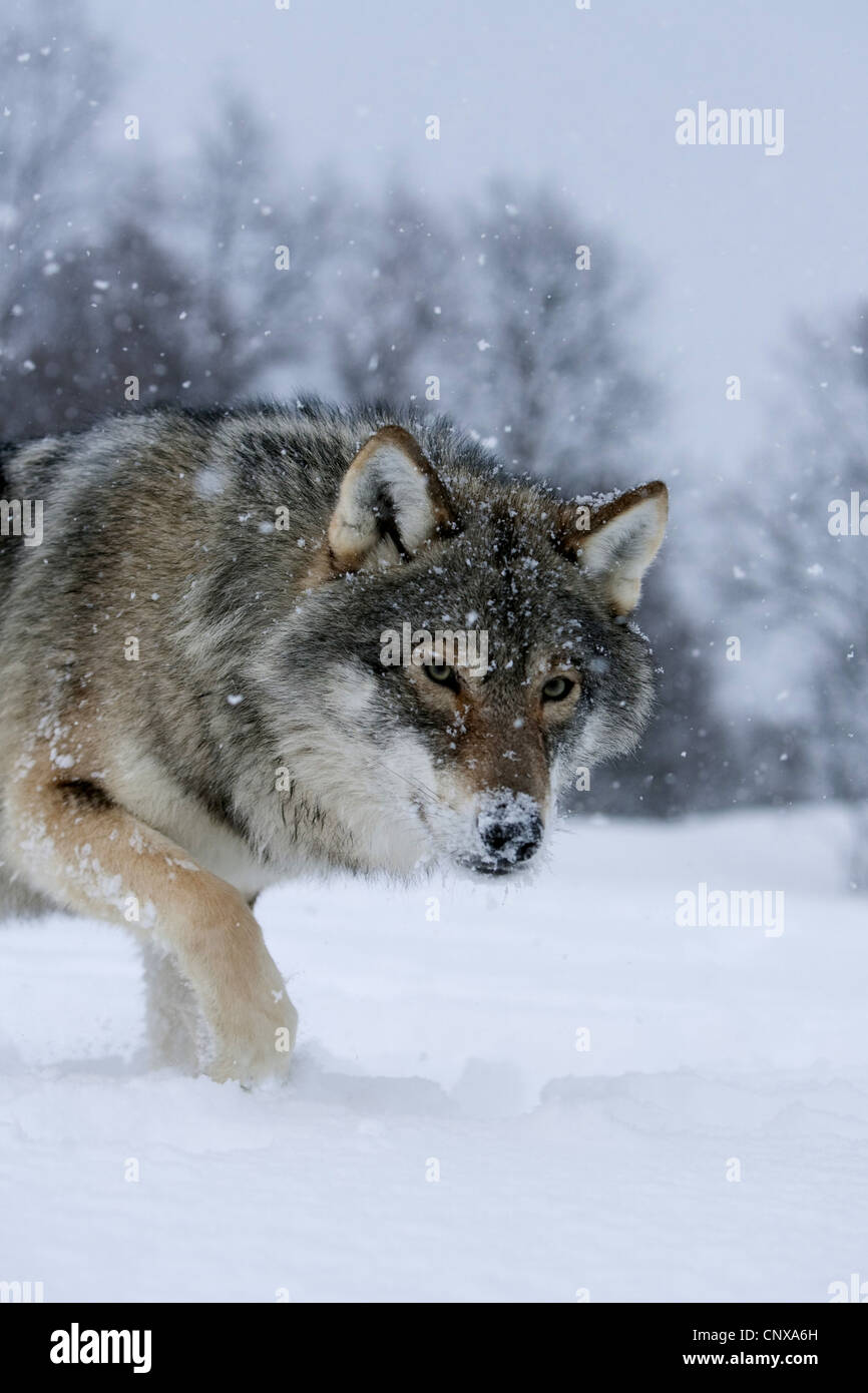 Unione lupo (Canis lupus lupus), collocandosi al di sopra di un campo di neve in corrispondenza di un bordo della foresta, Norvegia Foto Stock