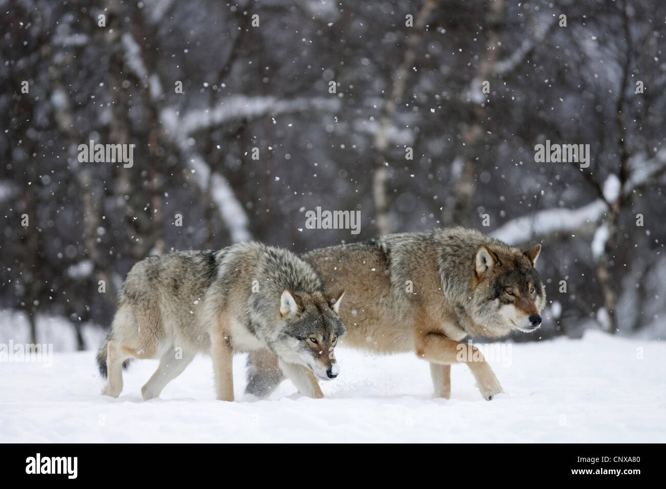 Unione lupo (Canis lupus lupus), due animali di camminare su un campo di neve in corrispondenza di un bordo della foresta fianco a fianco di profumazione, Norvegia Foto Stock