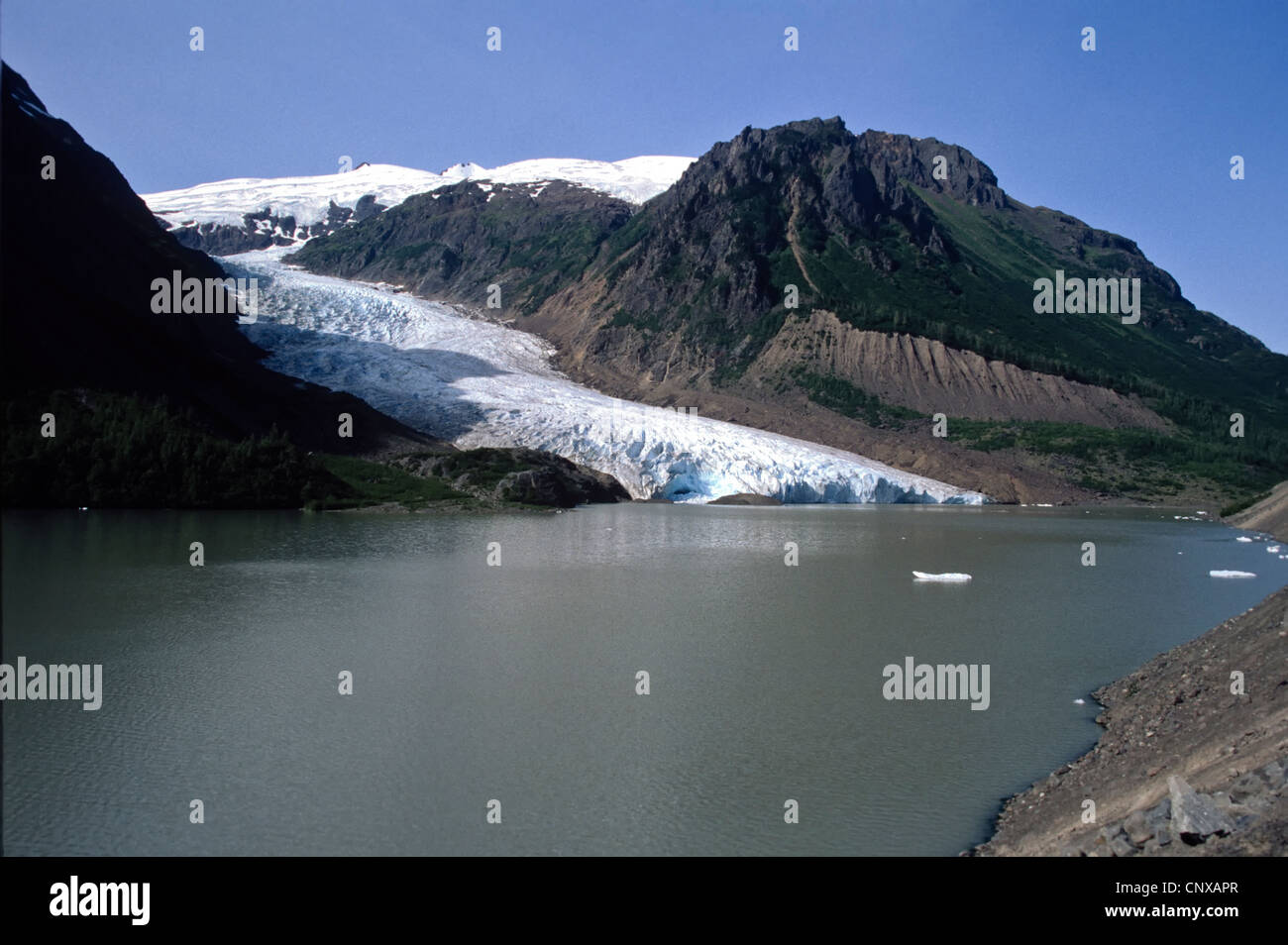 Bear glacier all'altezza degli occhi lungo il ghiacciaio autostrada Foto Stock