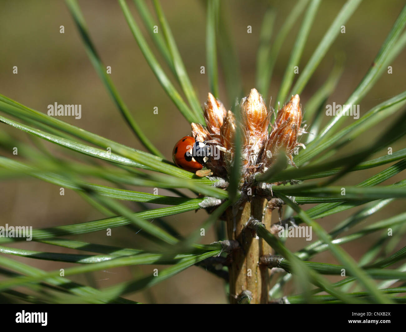 Ladybird beetle, ladybugs / Coccinellidae / Marienkäfer Foto Stock