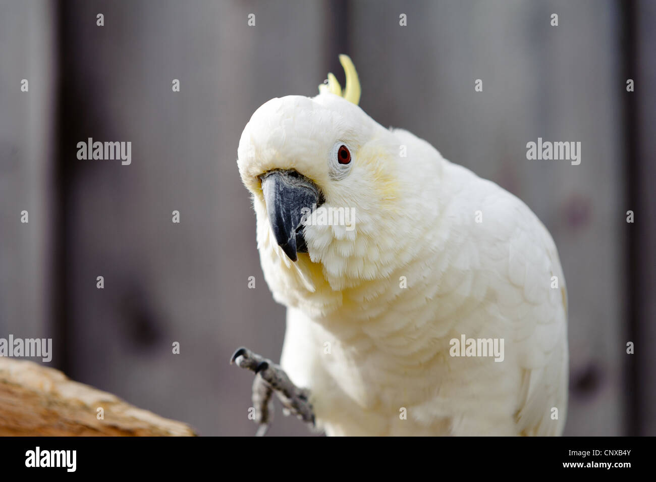 Un pappagallo su un pesce persico. Prese a Longleat Safari Park. Foto Stock