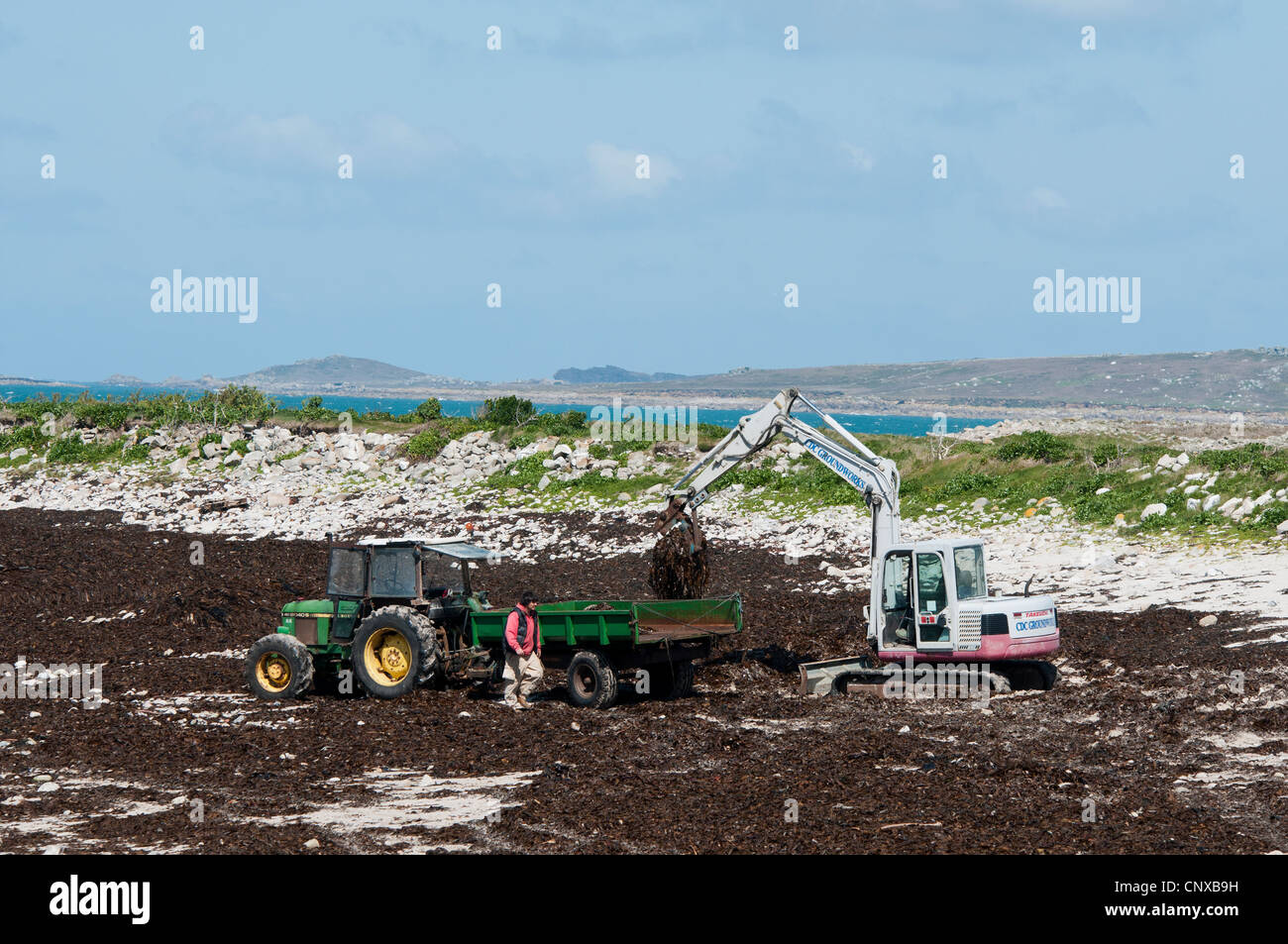Agricoltori che le alghe off beach dopo le tempeste, per uso come concime/fertilizzante su campi. St Agnes sulla Scillies Foto Stock