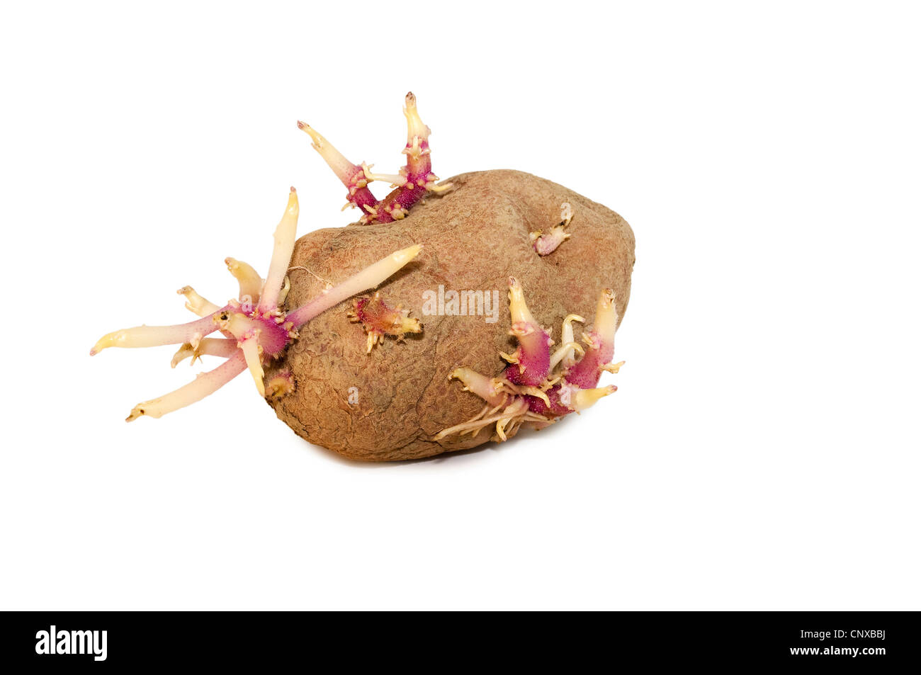 Patate germogliati isolati su sfondo bianco Foto Stock