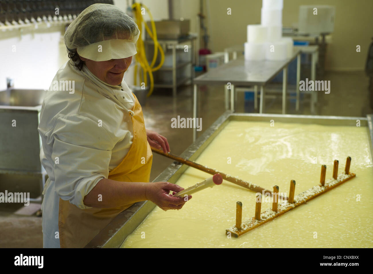 Produzione di formaggio di fattoria Curworthy Devon - controllo della temperatura del latte dopo che il caglio è stato aggiunto Foto Stock