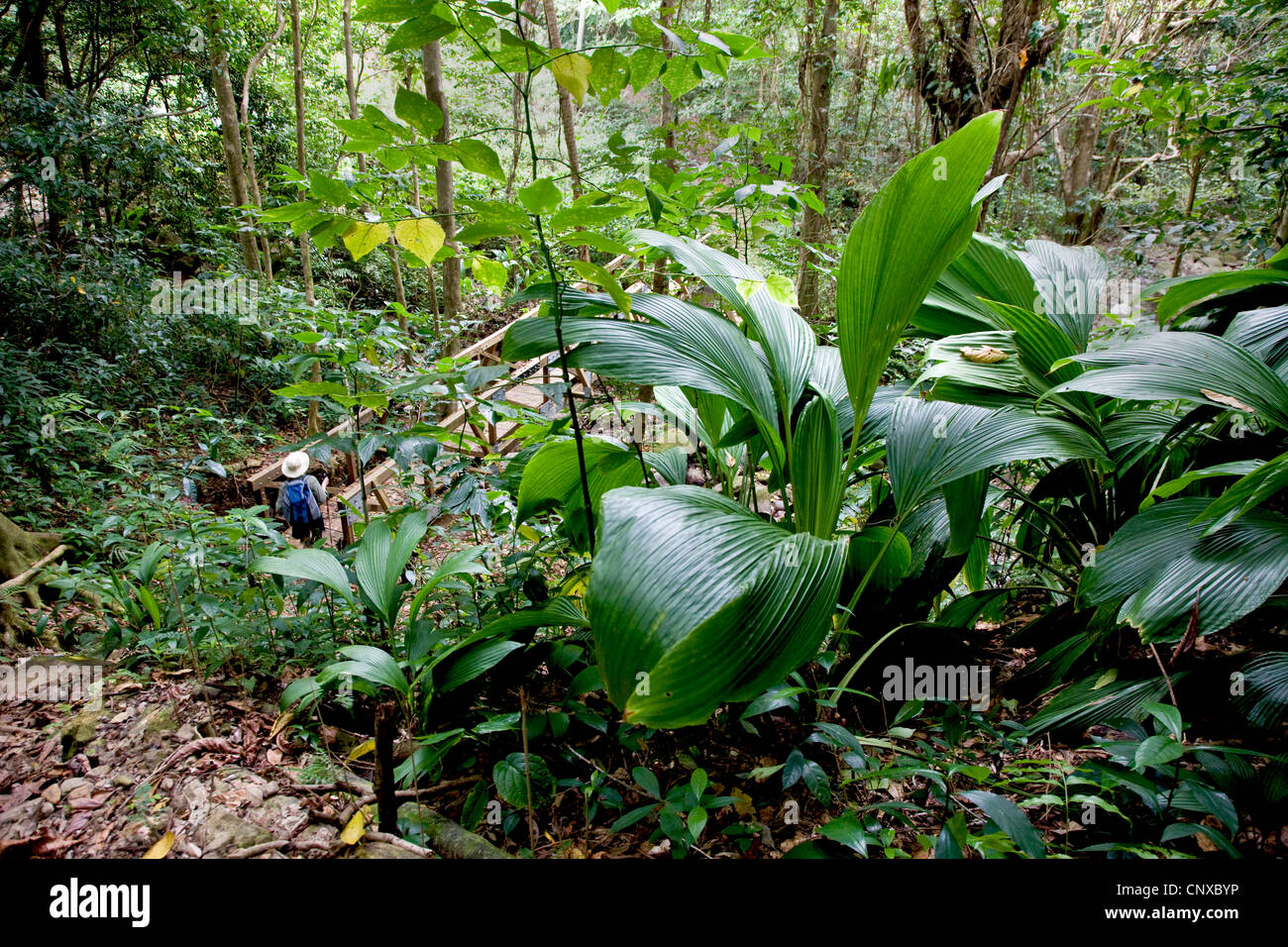 Walker sulla sezione 12 di Waitukubuli National Trail in Dominica scende lungo un ripido sentiero costeggiato da grandi Zel Mouche piante Foto Stock