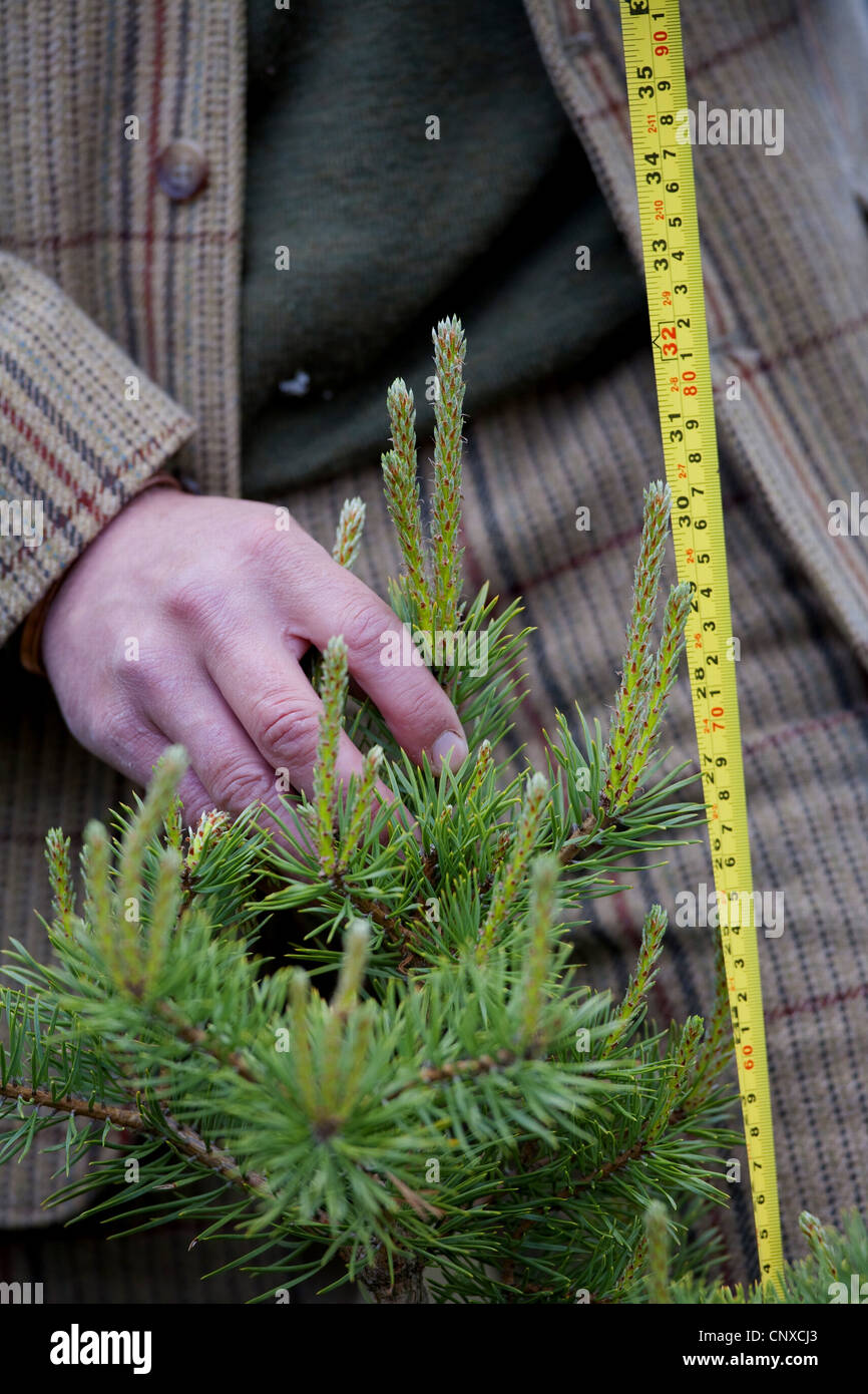 Pino silvestre, pino silvestre (Pinus sylvestris), forester la misurazione e il monitoraggio di crescita degli alberi, Regno Unito, Scozia, Cairngorms National Park, Glenfeshie Foto Stock