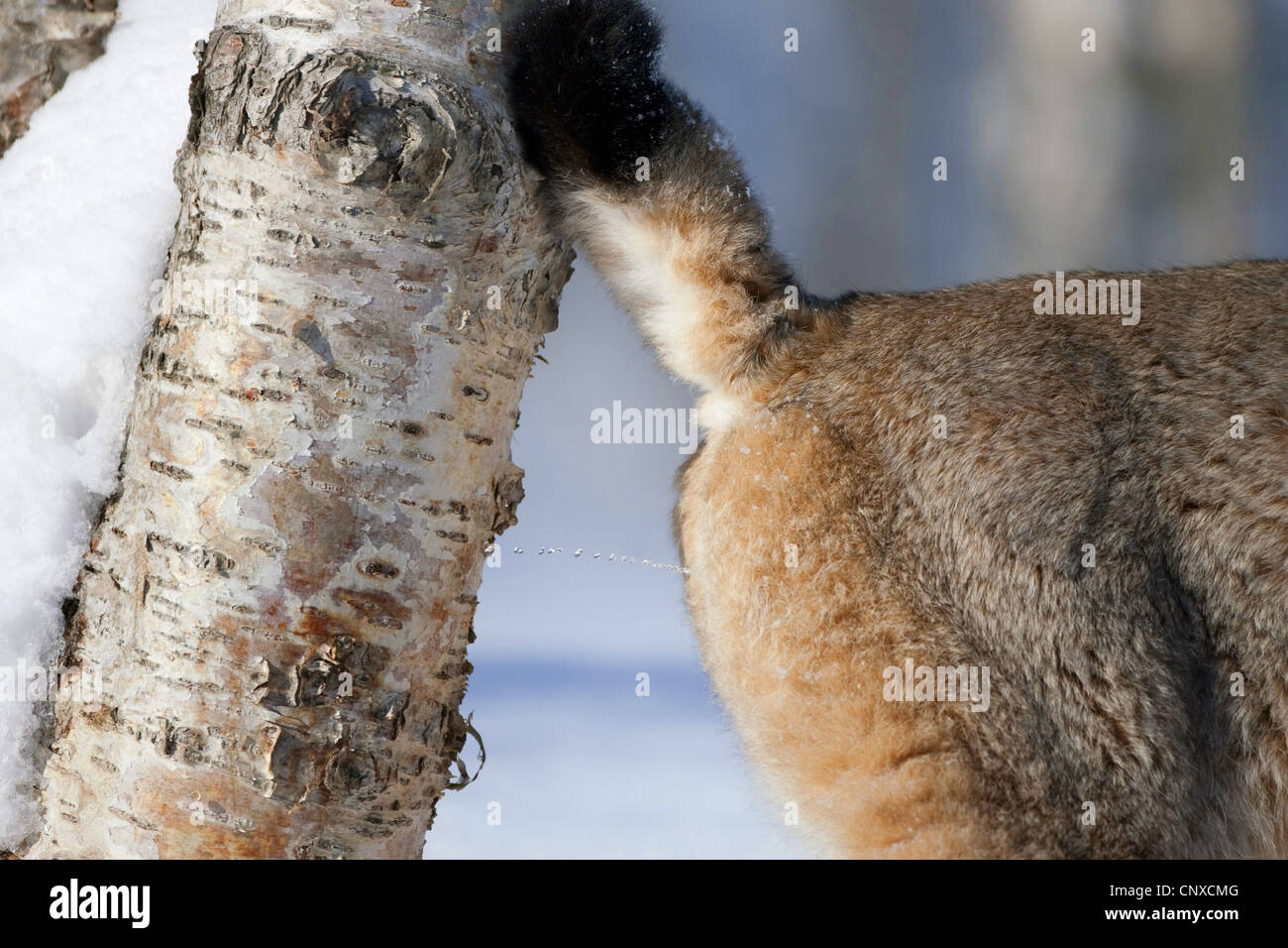 Eurasian (Lynx Lynx lynx), profumo maschile-marcatura albero in inverno bosco di betulle, Norvegia Foto Stock