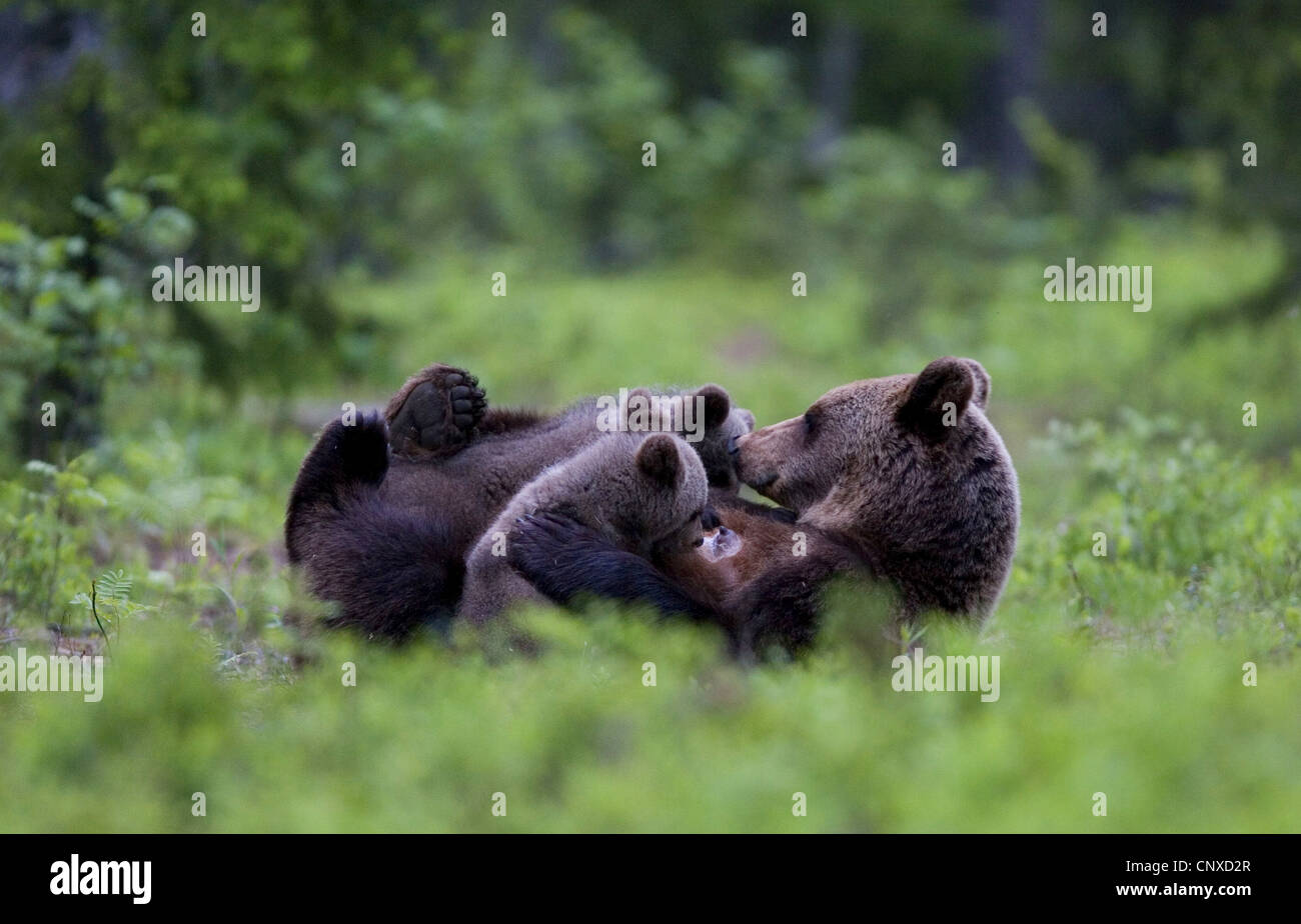 Unione l'orso bruno (Ursus arctos arctos), madre allattava il cubs, Finlandia, Martinselkonen selvagge Center Foto Stock