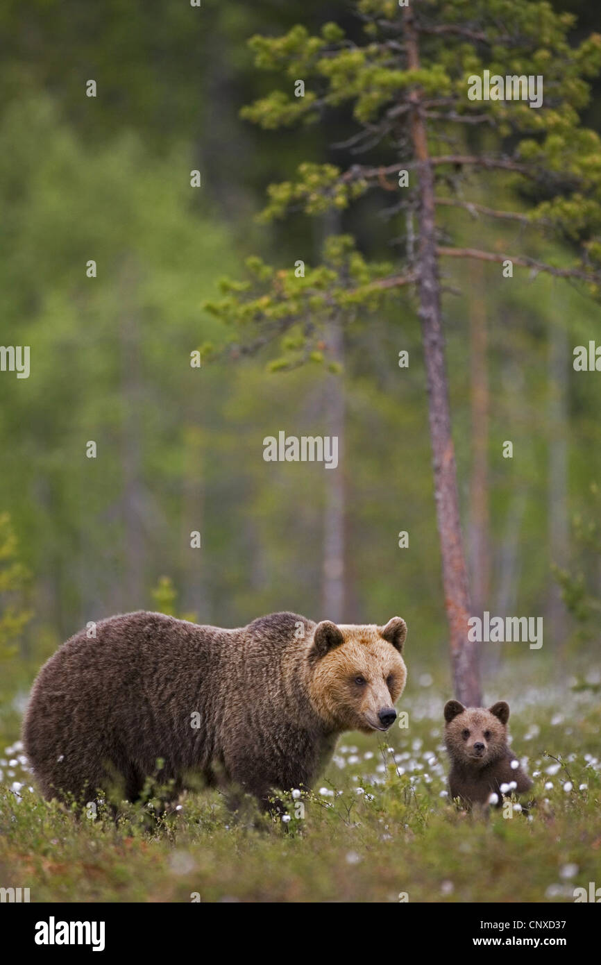 Unione l'orso bruno (Ursus arctos arctos), madre e cub nella foresta boreale, Finlandia, Martinselkonen selvagge Center Foto Stock