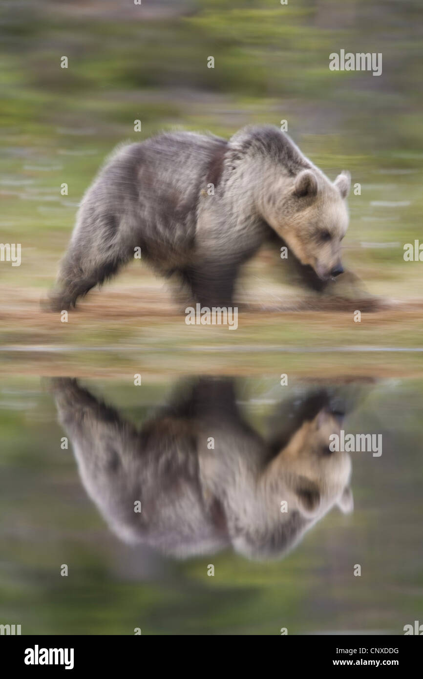 Unione l'orso bruno (Ursus arctos arctos), che si riflette nella piscina di foresta, in movimento sfocate, Finlandia, Martinselkonen selvagge Center Foto Stock