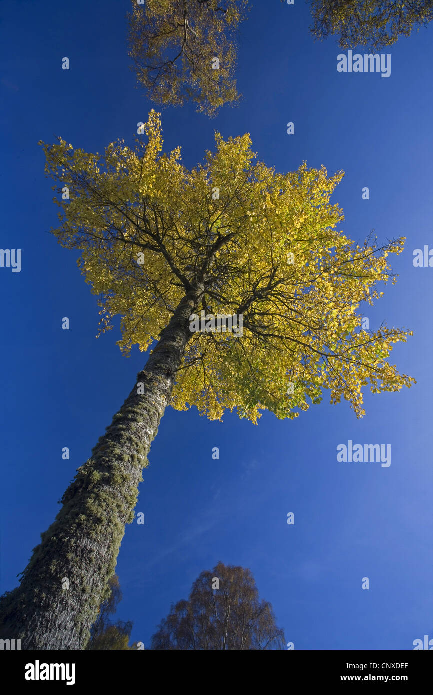 Unione aspen (Populus tremula), vista il tree top, Regno Unito, Scozia, Cairngorms National Park Foto Stock