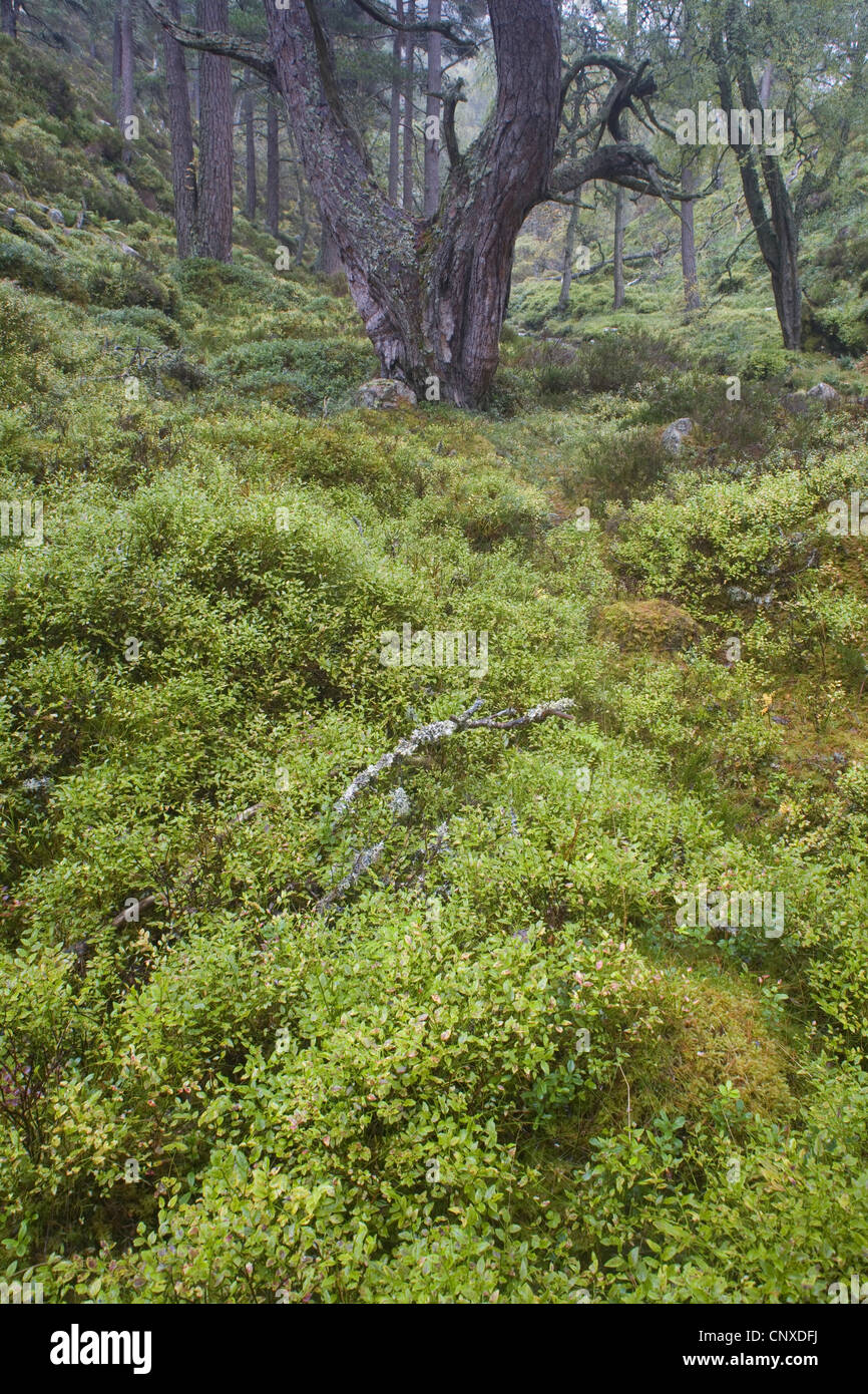 Il mirtillo nana, mirtillo, huckleberry, bassa billberry (Vaccinium myrtillus), un tappeto di mirtillo sul suolo della foresta, Regno Unito, Scozia, Cairngorms National Park, Glenfeshie Foto Stock