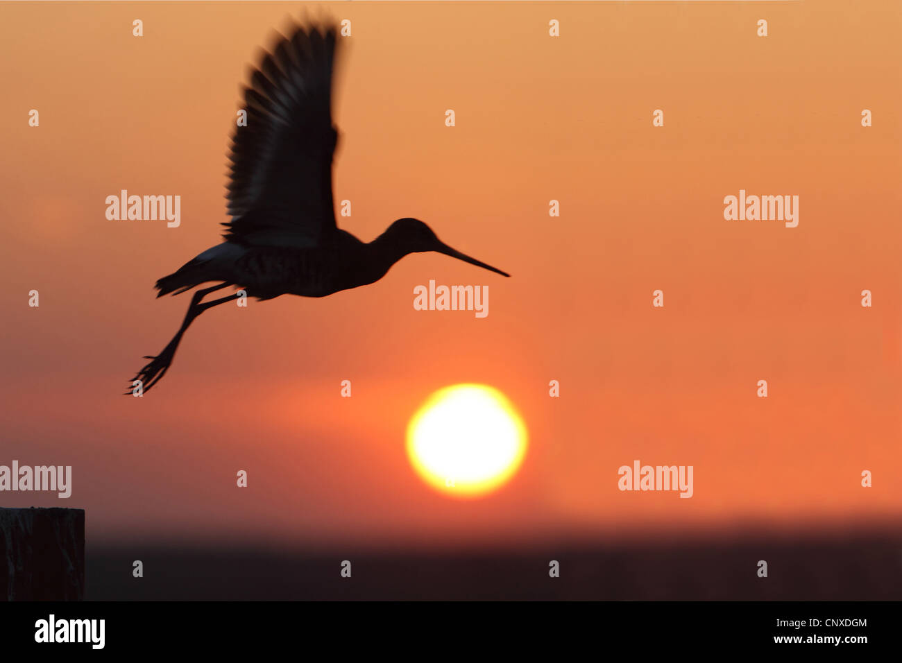 Nero-tailed godwit (Limosa limosa), a partire dal tramonto, Paesi Bassi Foto Stock