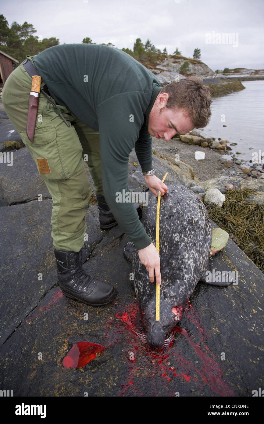 Guarnizione di tenuta del porto, guarnizione comune (Phoca vitulina), cacciatore con recentemente girato guarnizione comune, Norvegia, Nord-Trndelag Foto Stock