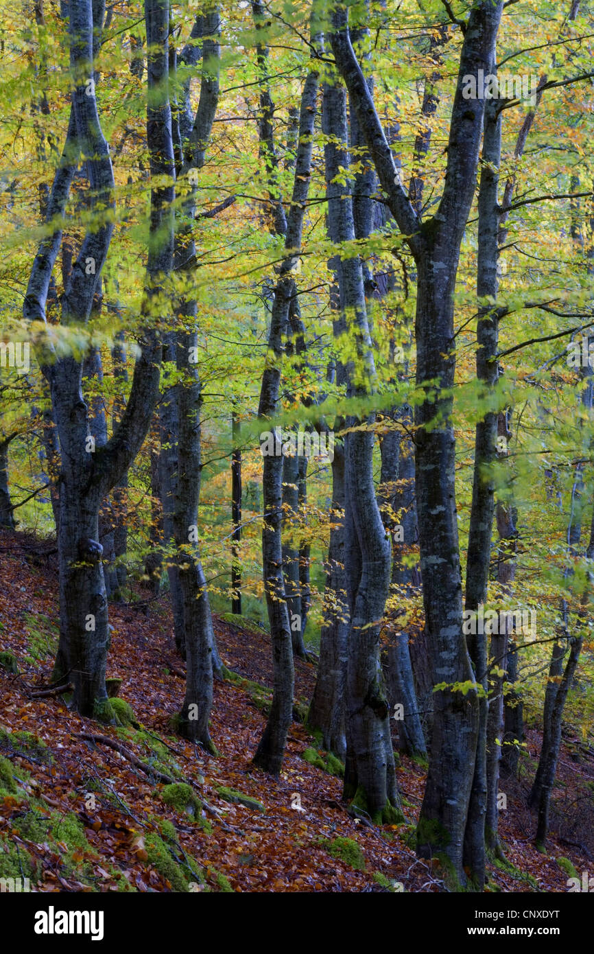 Comune di faggio (Fagus sylvatica), autunno faggi, Regno Unito, Scozia, Cairngorms National Park, Rothiemurchus Foto Stock