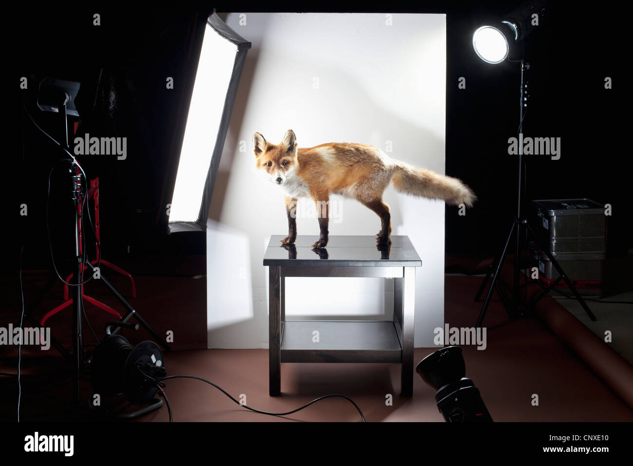 Uno sguardo dietro le quinte di un servizio fotografico di una volpe ripiene Foto Stock