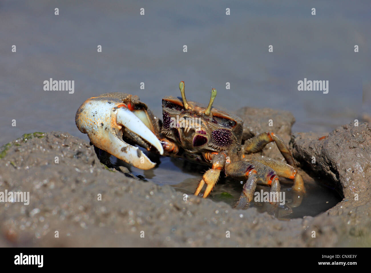 Fiddler marocchino granchio, Unione Fiddler Crab (Uca tangeri), maschio, Spagna Sanlucar de Barrameda Foto Stock