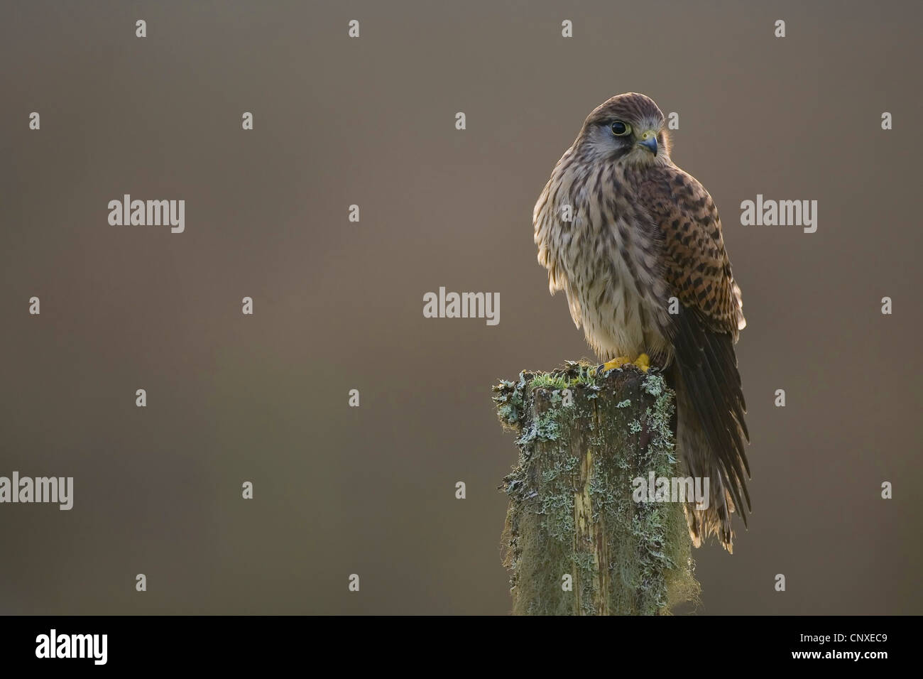 Comune di gheppio (Falco tinnunculus), sub-maschio adulto su palo da recinzione, Regno Unito Inghilterra Foto Stock