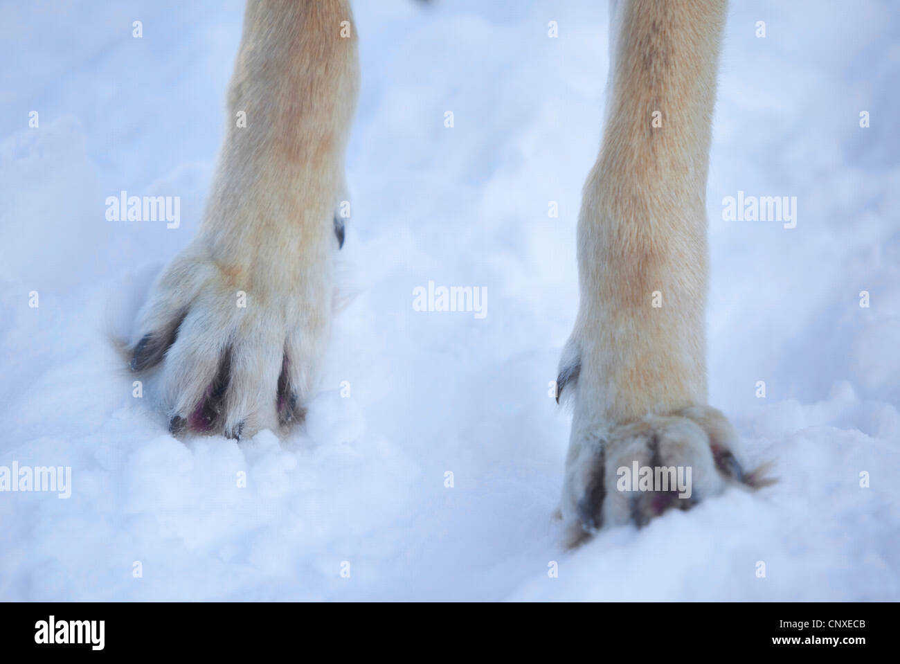Unione lupo (Canis lupus lupus), zampe anteriori nella neve, Norvegia Foto Stock