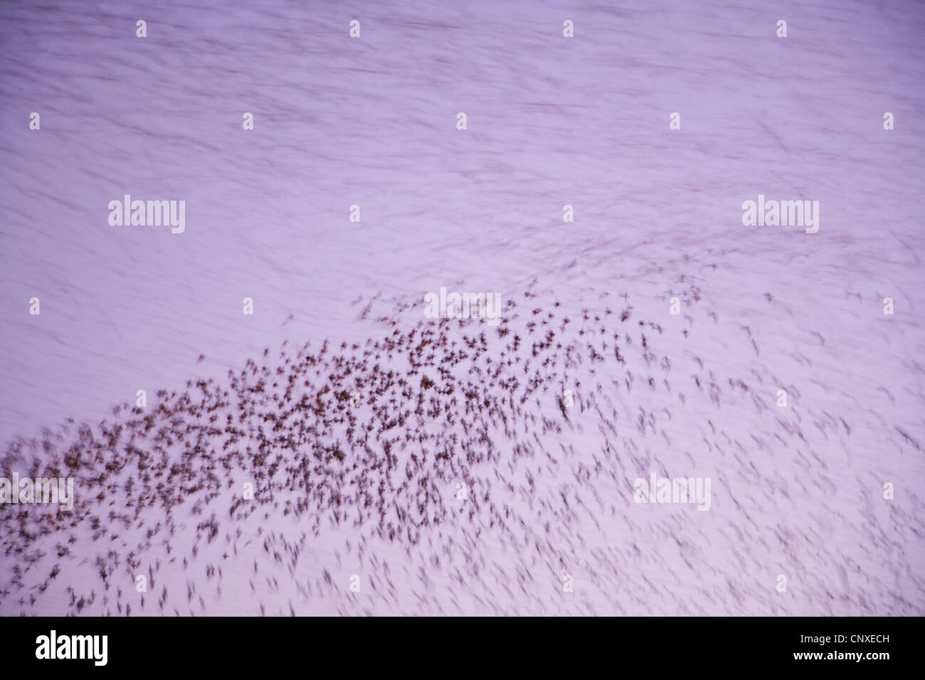 Starling comune (Sturnus vulgaris), flying en-masse al crepuscolo, Regno Unito, Scozia Foto Stock