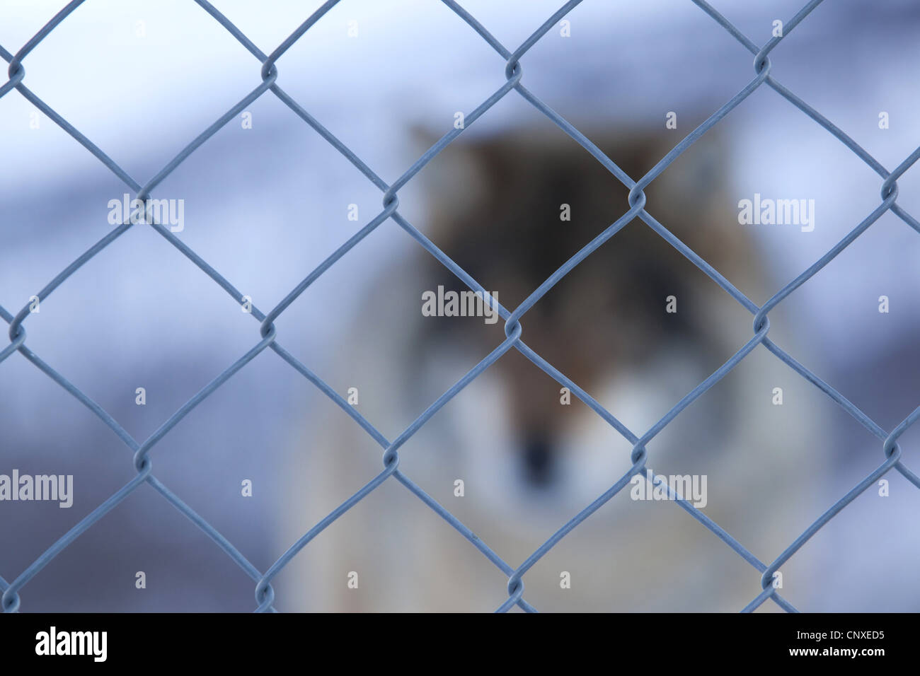 Unione lupo (Canis lupus lupus), in piedi dietro il filo di maglia recinzione, Norvegia Foto Stock
