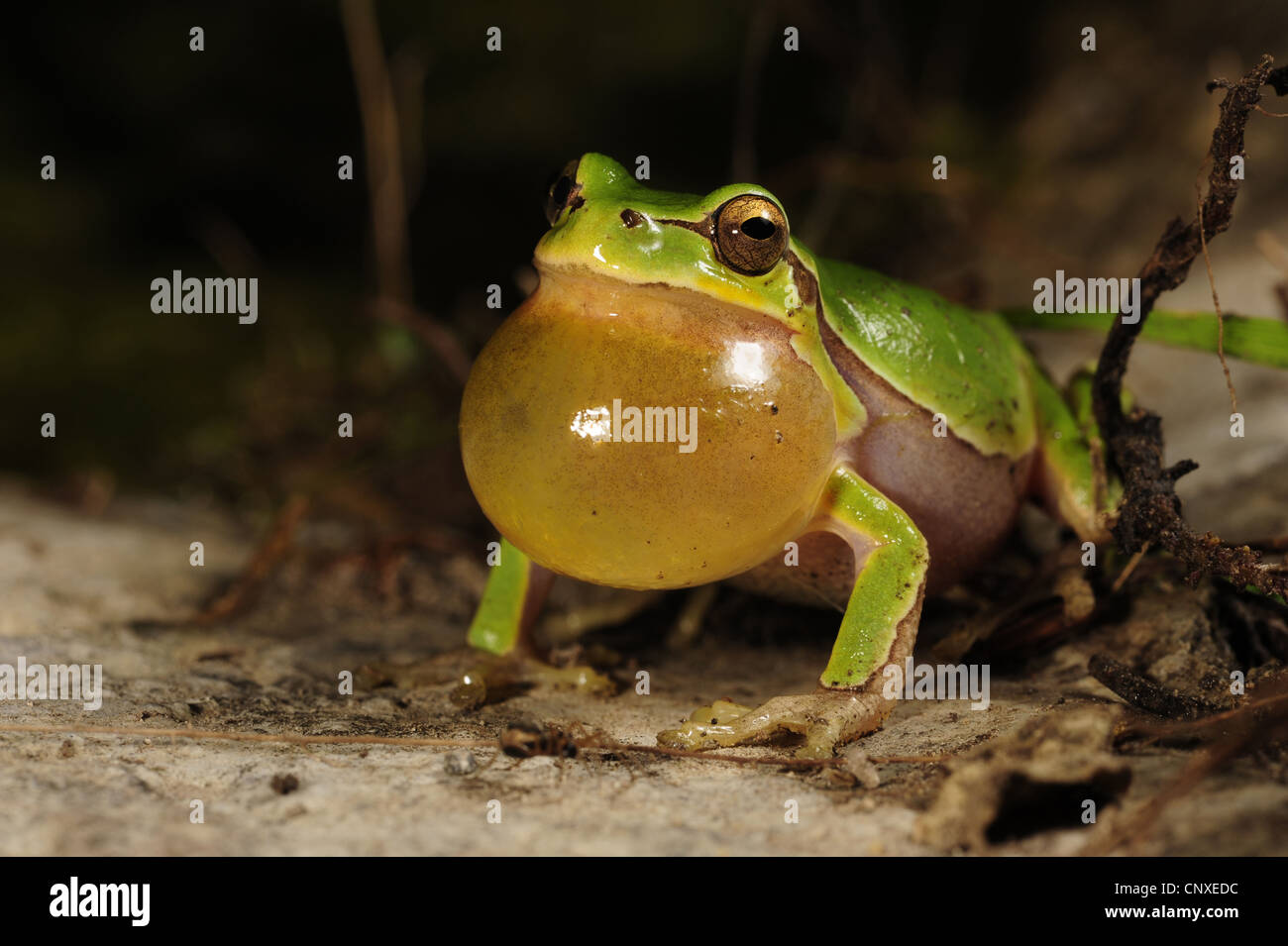 Italian Raganella (Hyla intermedia ), chiamando, Italia, Toscana Foto Stock