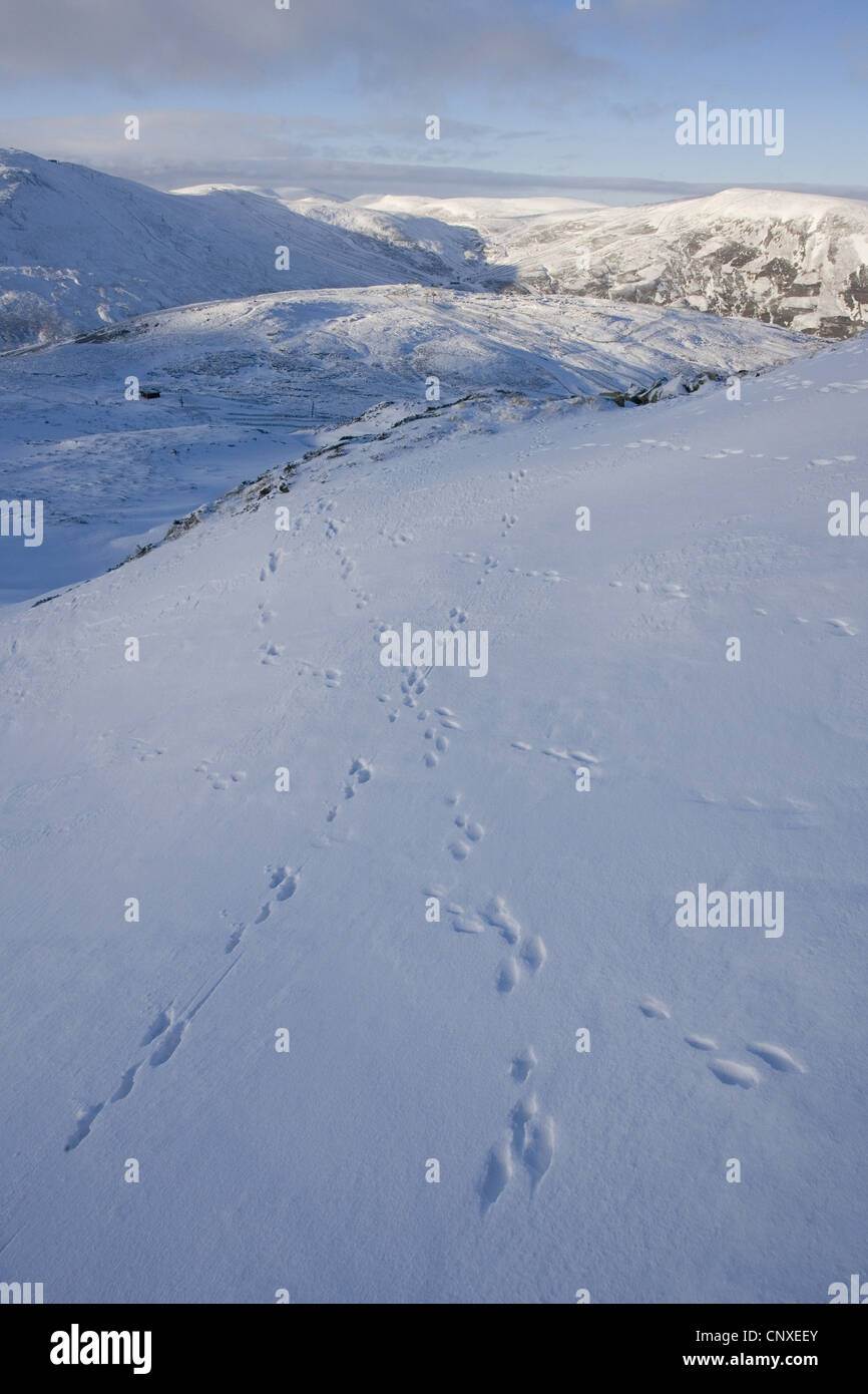 Lepre blu, la lepre bianca, white hare, Eurasian Arctic lepre (Lepus timidus), piedi stampe nella neve, Regno Unito, Scozia Foto Stock
