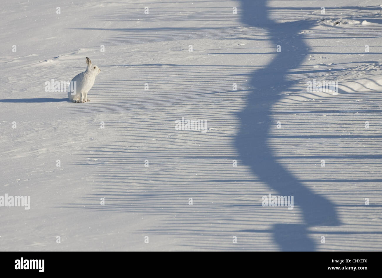 Lepre blu, la lepre bianca, white hare, Eurasian Arctic lepre (Lepus timidus), seduto nella neve con ombra di snow-recinzione, Regno Unito, Scozia, Cairngorms National Park, Deeside Foto Stock