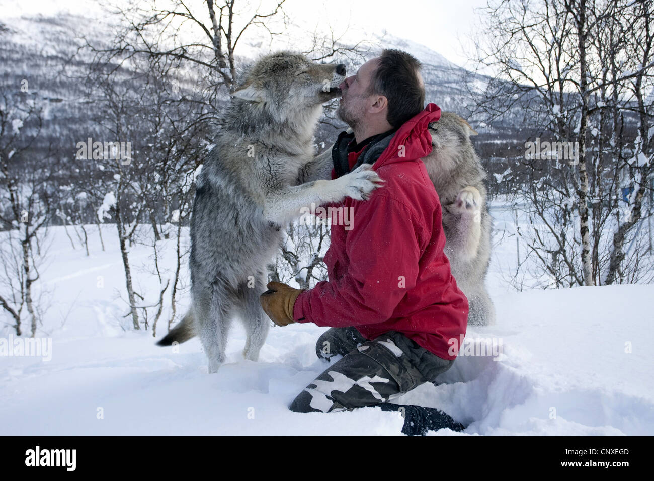 Unione lupo (Canis lupus lupus), guardiano al Zoo polare, rollicking circa nella neve con animali socializzato, Norvegia, Landkreis Bardu , Salangstal Foto Stock