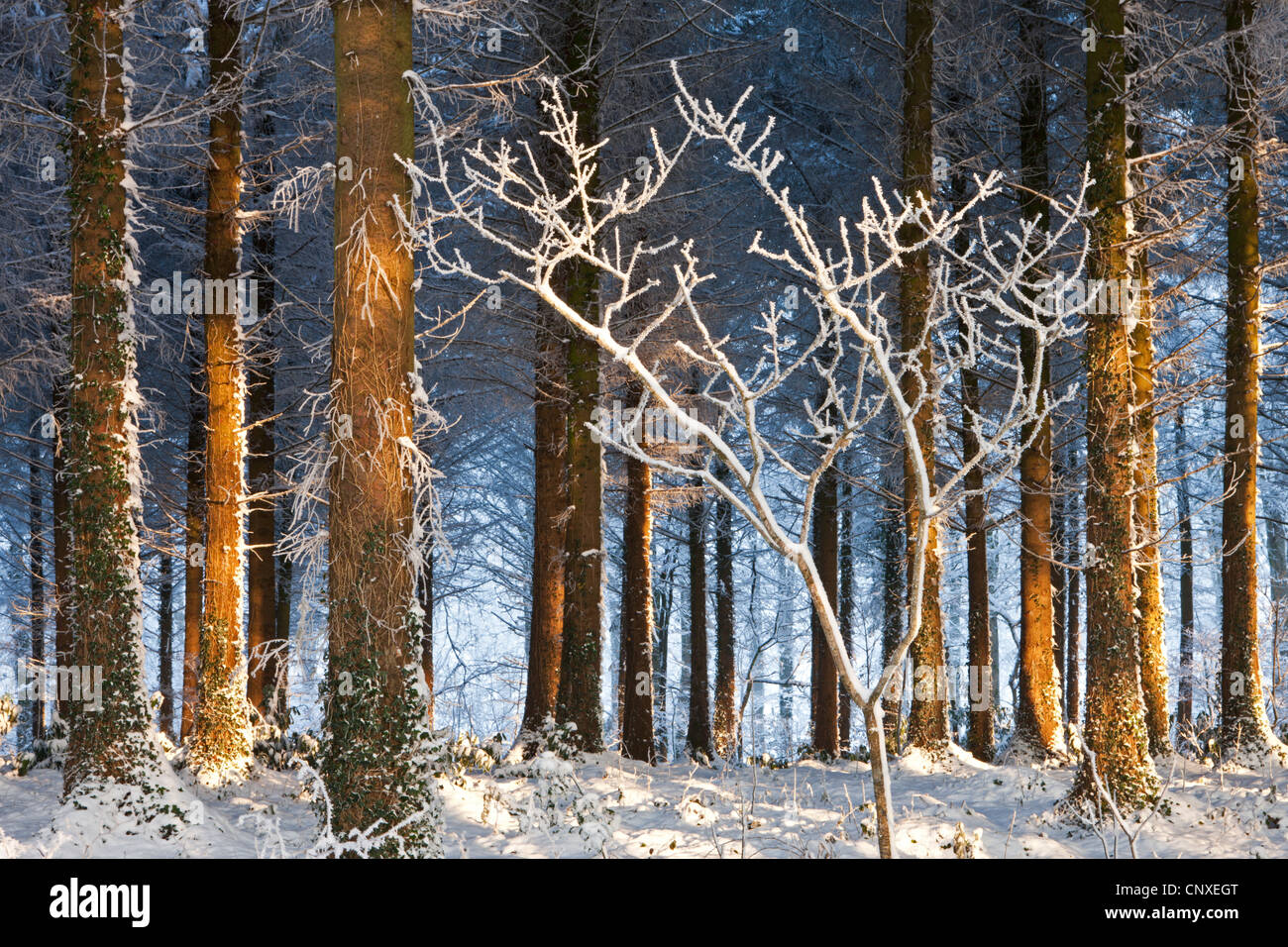 Luce del sole di mattina si illumina una coperta di neve pineta di pino silvestre, Vescovo Morchard, Devon, Inghilterra. Inverno (dicembre 2010). Foto Stock
