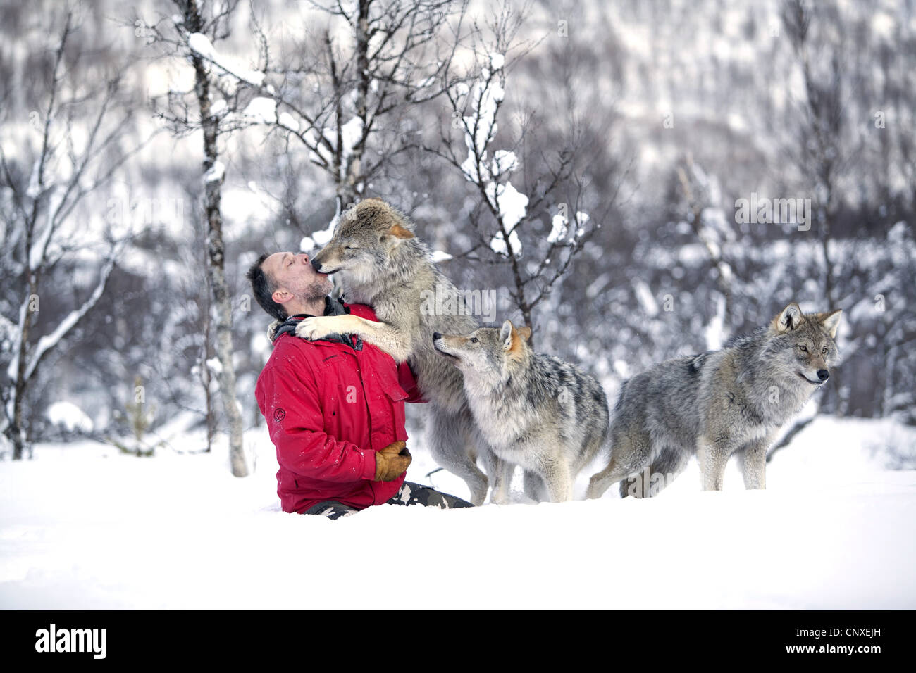 Unione lupo (Canis lupus lupus), guardiano al Zoo polare, rollicking circa nella neve con animali socializzato, Norvegia, Landkreis Bardu , Salangstal Foto Stock