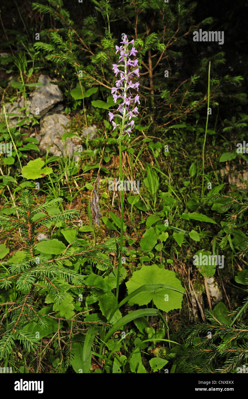Fragranti orchidea (Gymnadenia conopsea), fioritura, Italia, Suedalpen, suedlich des Lago di Caldonazzo Foto Stock