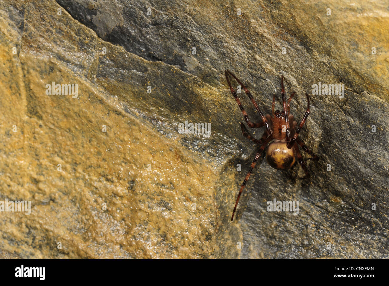 Nesticidae (Nesticidae), seduta in una grotta, Italia, Liguria Foto Stock