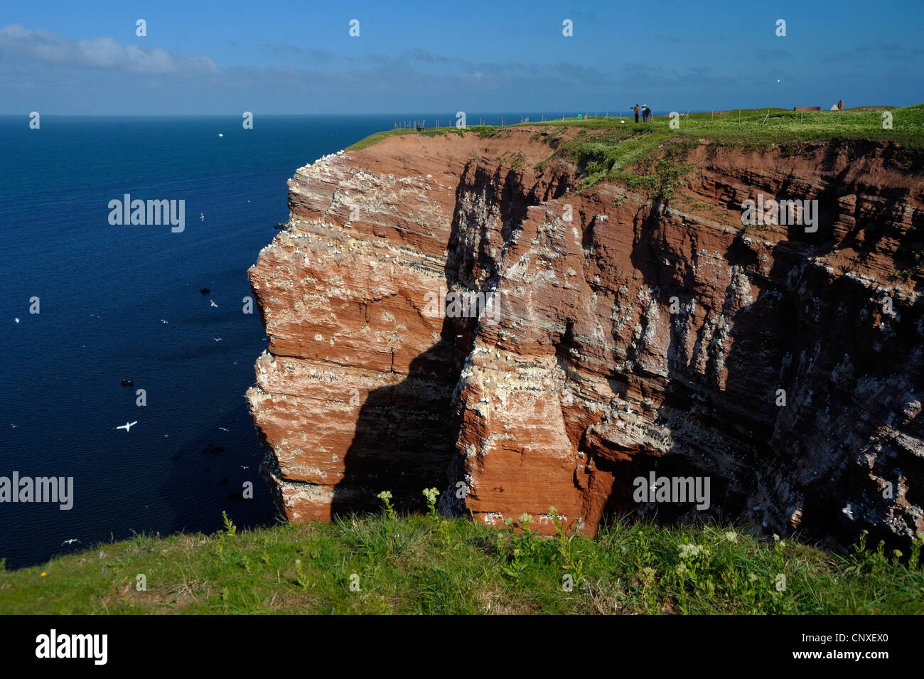 Bird rock 'kittenhoern' con nidi di northern gannet (Sula bassana), comune guillemot (Uria aalge) e nero zampe (kittiwake Rissa tridactyla), Germania, Schleswig-Holstein, Isola di Helgoland Foto Stock