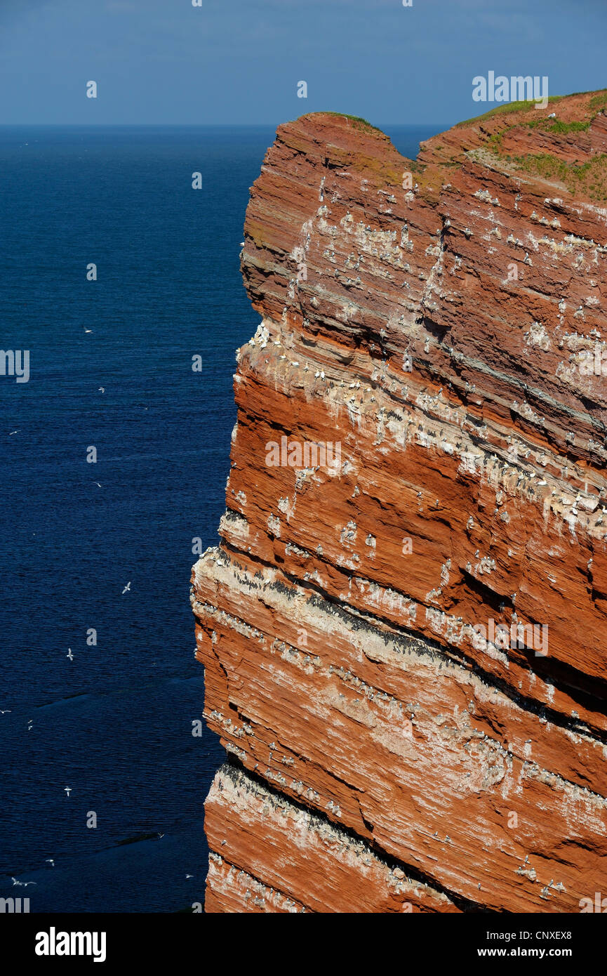 Bird rock 'kittenhoern' con nidi di northern gannet (Sula bassana), comune guillemot (Uria aalge) e nero zampe (kittiwake Rissa tridactyla), Germania, Schleswig-Holstein, Isola di Helgoland Foto Stock