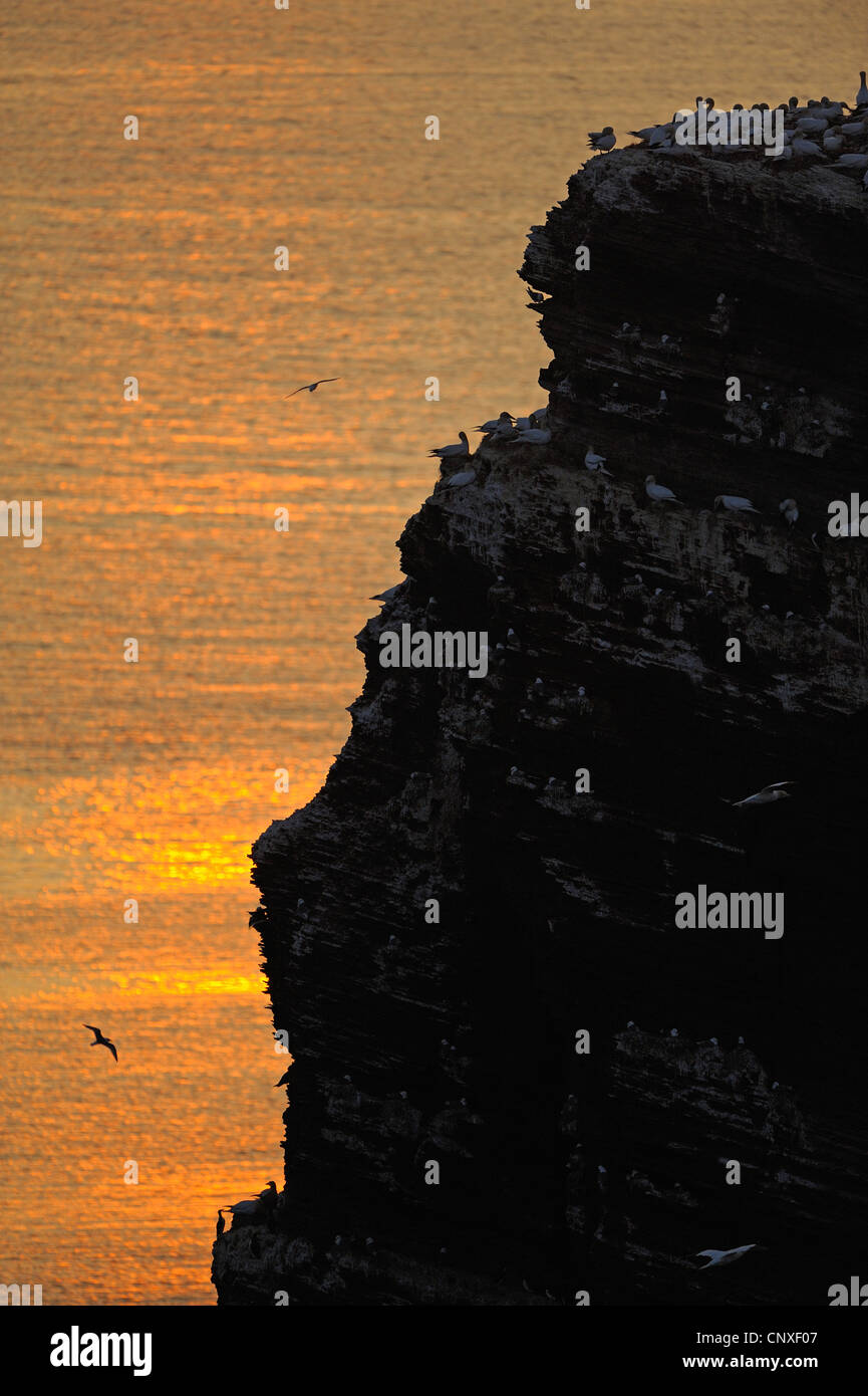 Long Anna Lange Anna, al tramonto, Germania, Schleswig-Holstein, Isola di Helgoland Foto Stock