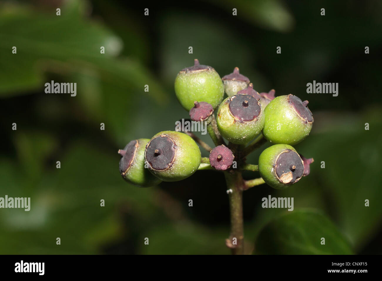 Ivy berry Hedera helix frutto la fruttificazione fotografia macro sviluppo ovarico hegderow piante alimentari uccello bacche piante rampicanti clim Foto Stock