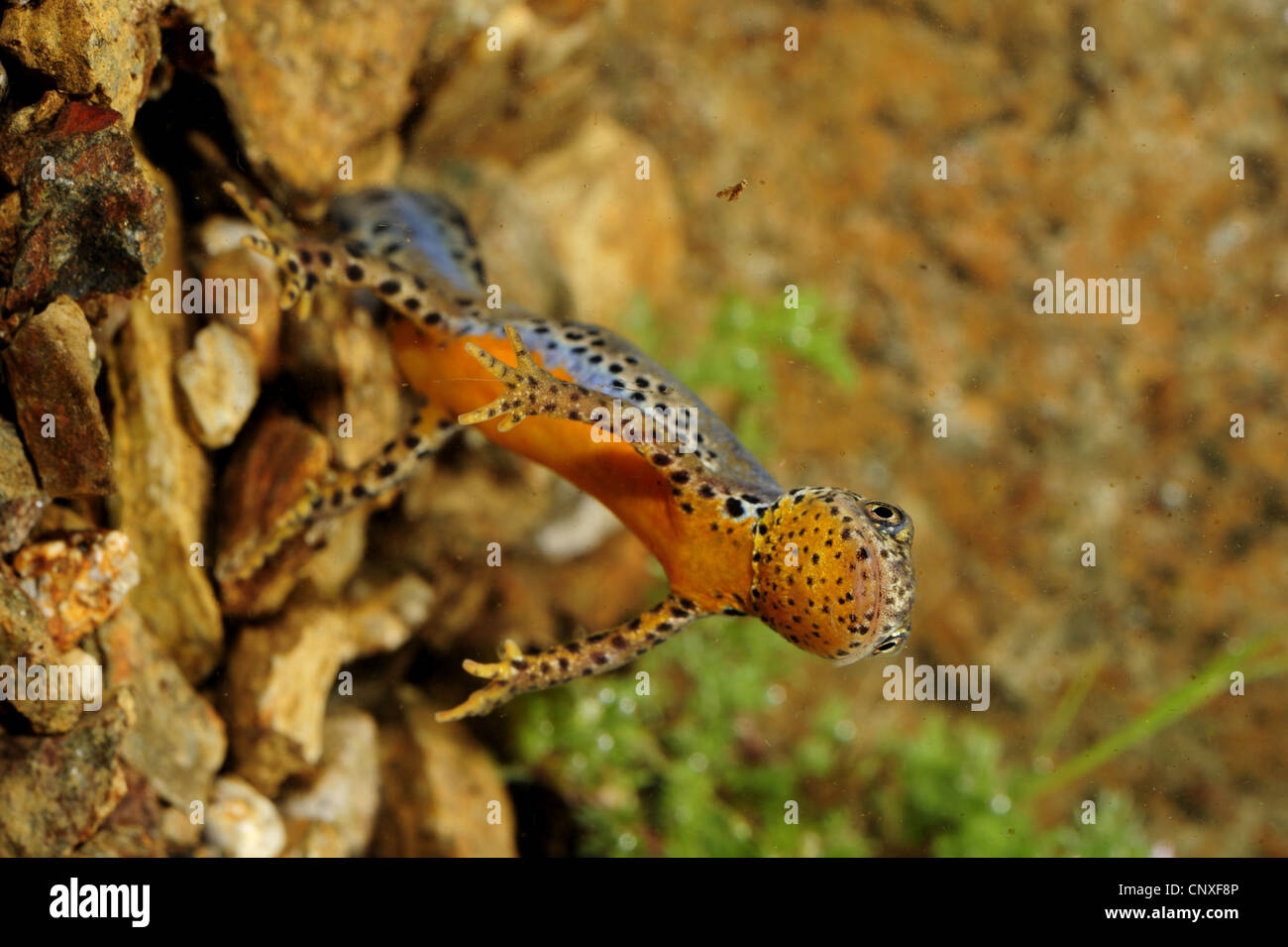 Il tritone alpestre (Triturus alpestris, Ichthyosaura alpestris, Mesotriton alpestris, Ichthyosaura alpestris apuanus), avvertimento colore del lato inferiore, Italia Italia, Toscana Foto Stock