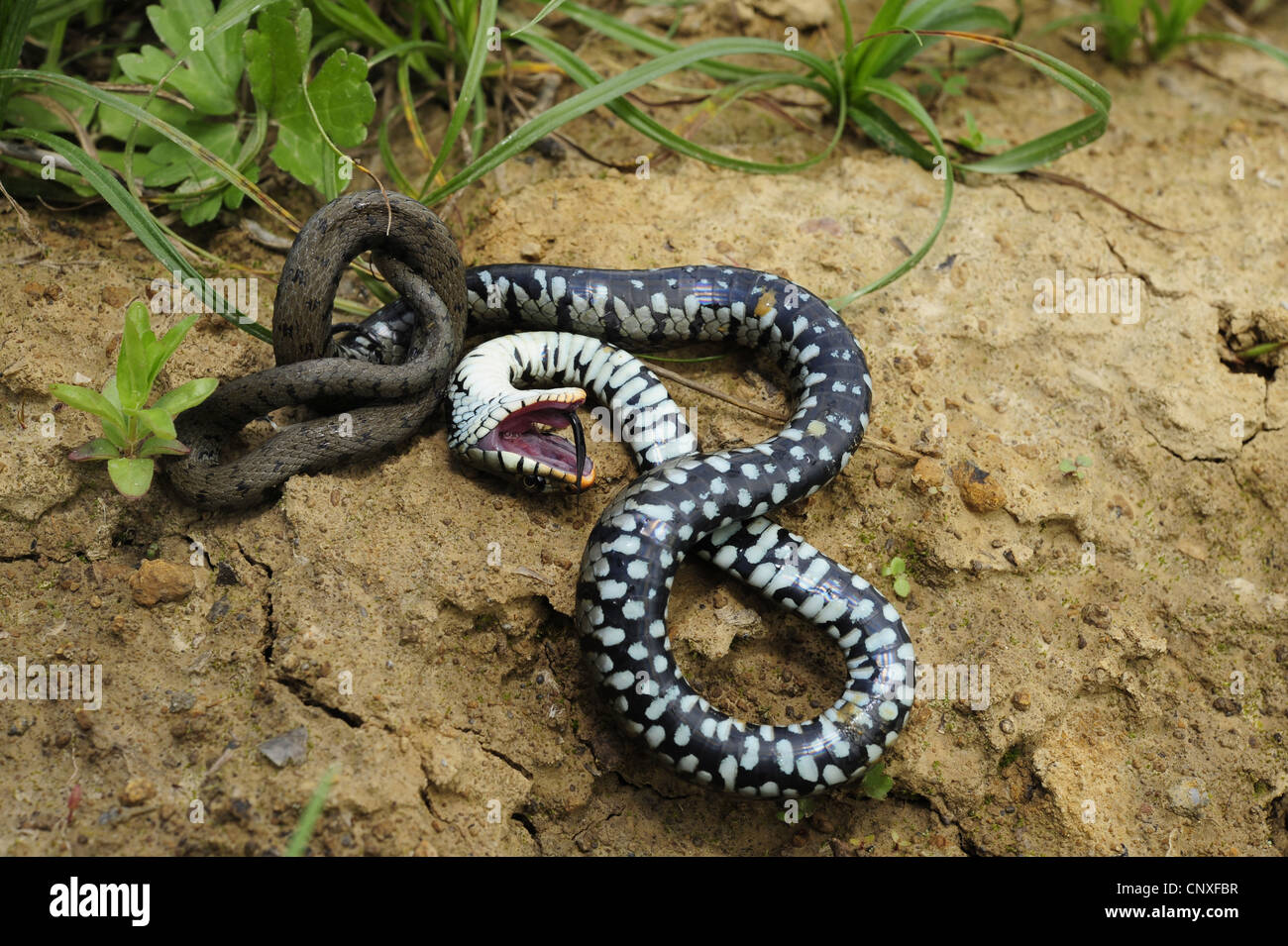 Biscia dal collare (Natrix natrix e natrix natrix sicula), feigning morte, Italia, Calabria Foto Stock