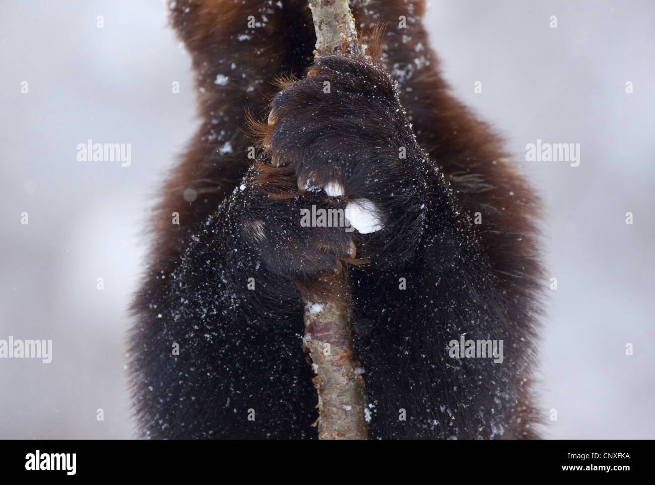 Wolverine (Gulo gulo), impugnando betulla in inverno, Norvegia Foto Stock